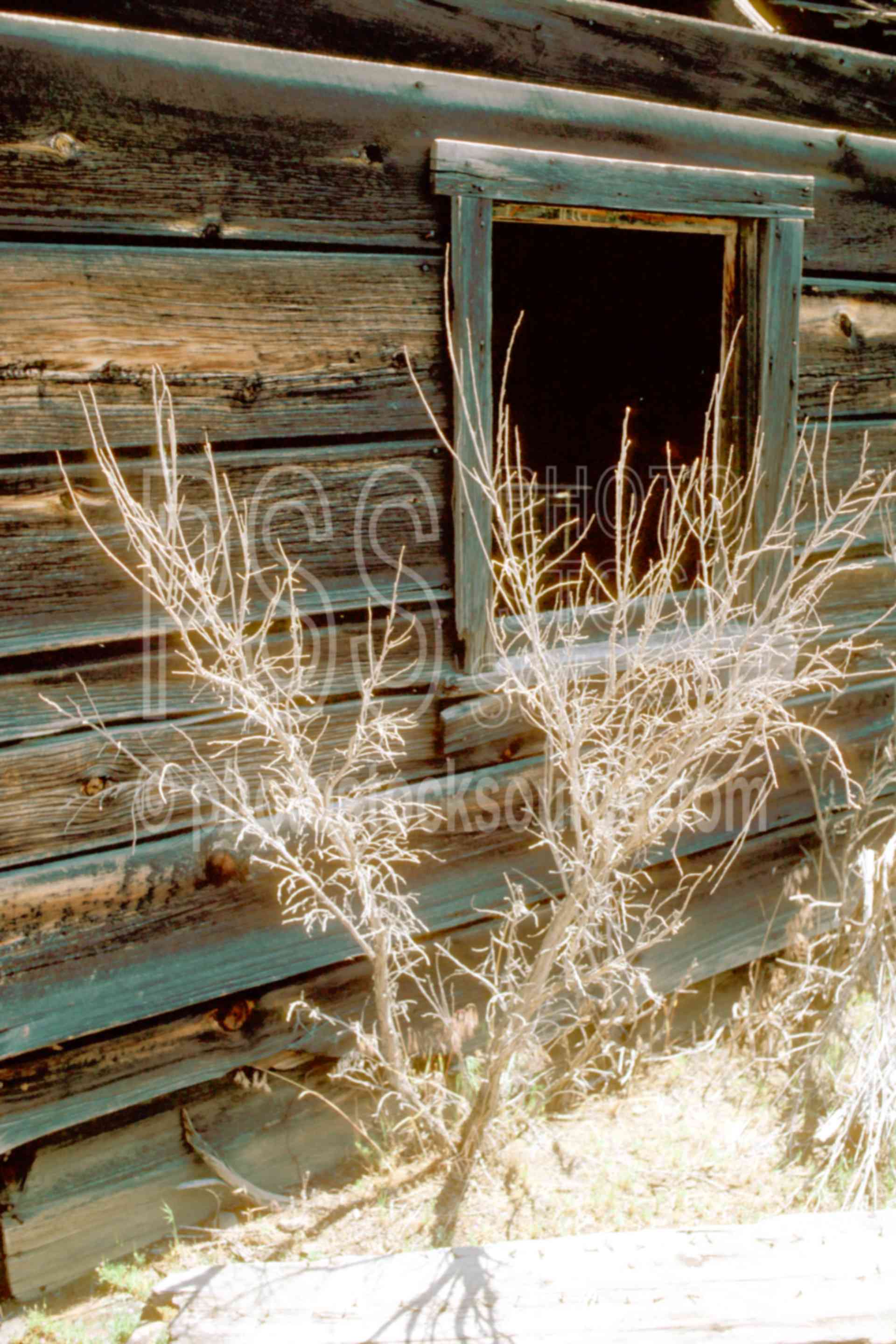 Old Window,sagebrush,shack,window,usas