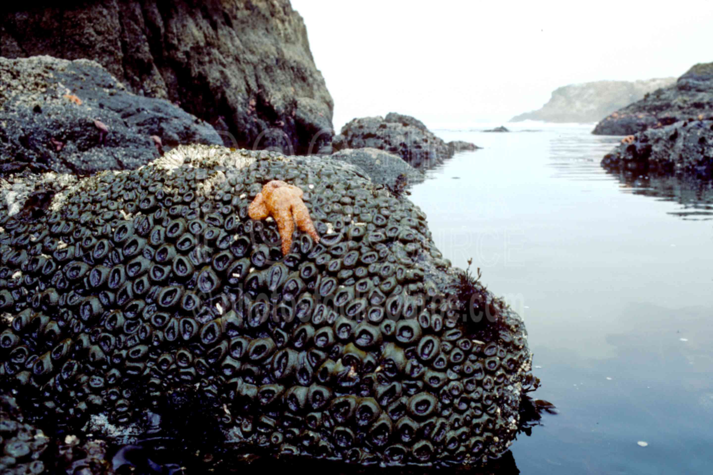 Starfish on Rocks,starfish,sea anemone,tidepool,usas,nature,seascapes,coast