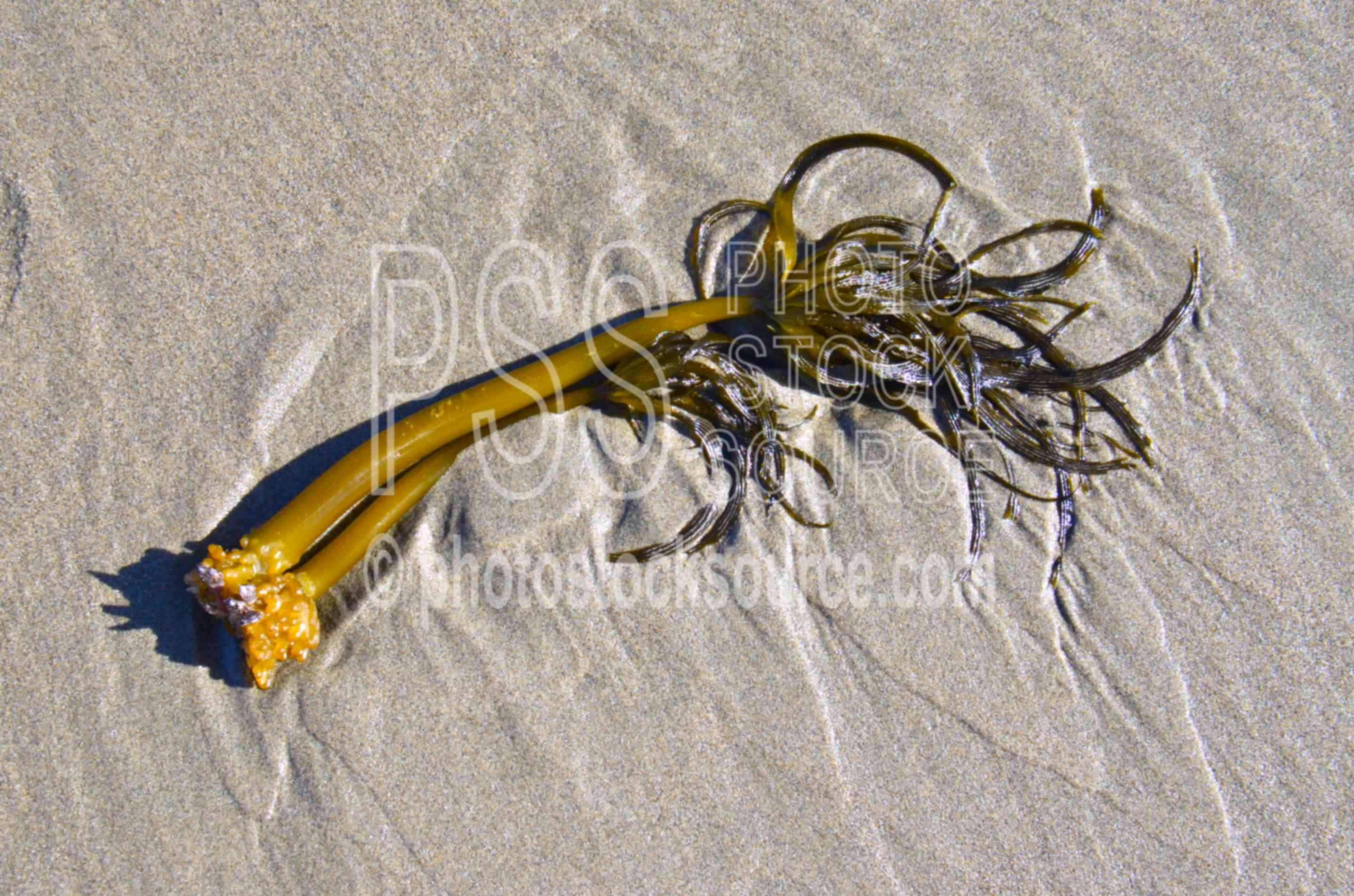 Kelp Seaweed on Beach,seaweed,kelp,beach,plant