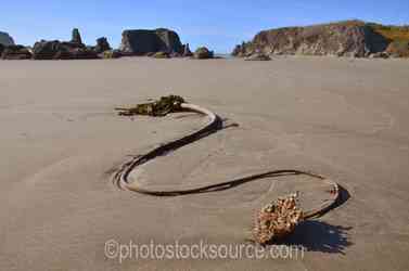 Oregon Coast & Beaches gallery