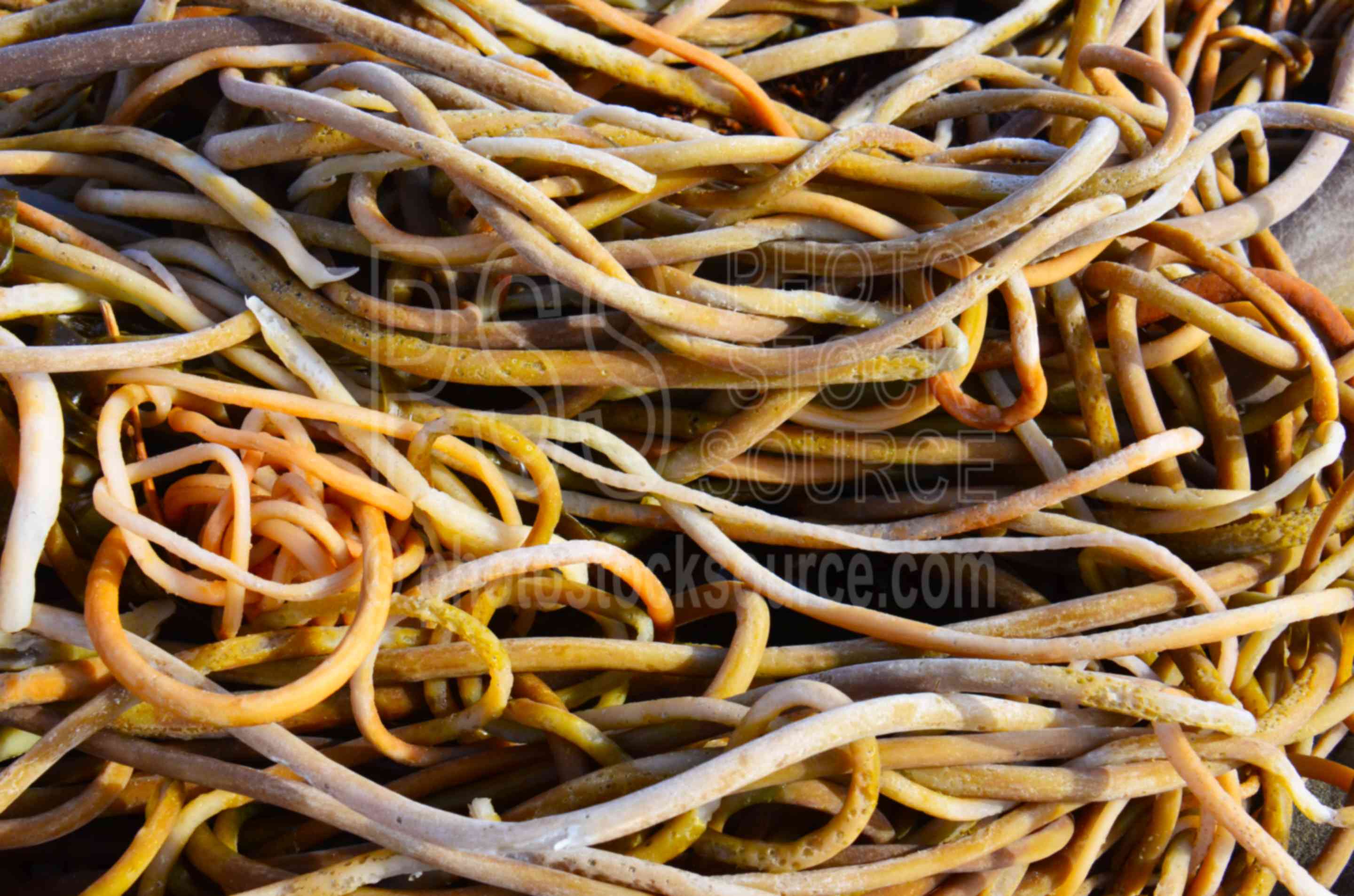 Tangled Seaweed,beach,sea,seaweed