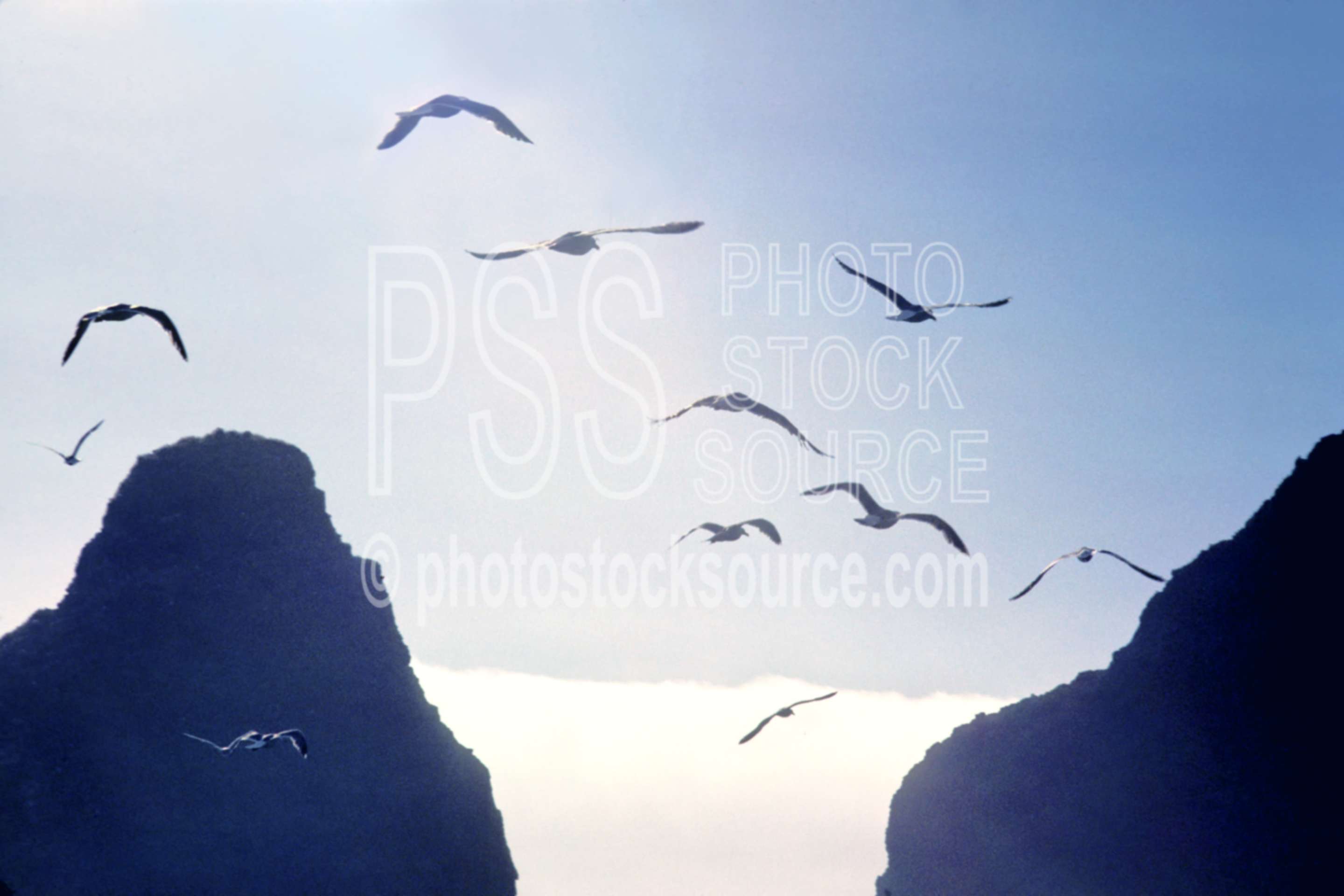 Seagulls and Seastacks,heceta head,seagull,flying,seastack,usas,nature,seascapes,coast