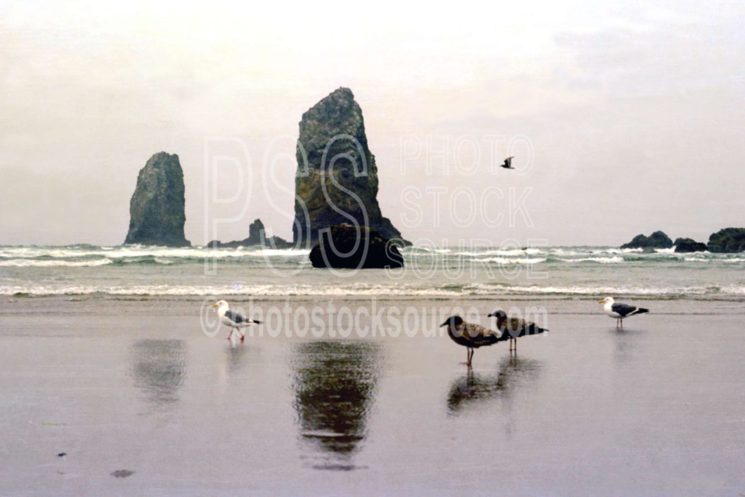 Gulls and Rocks,gull,seagull,the needles,usas,nature,seascapes,coast