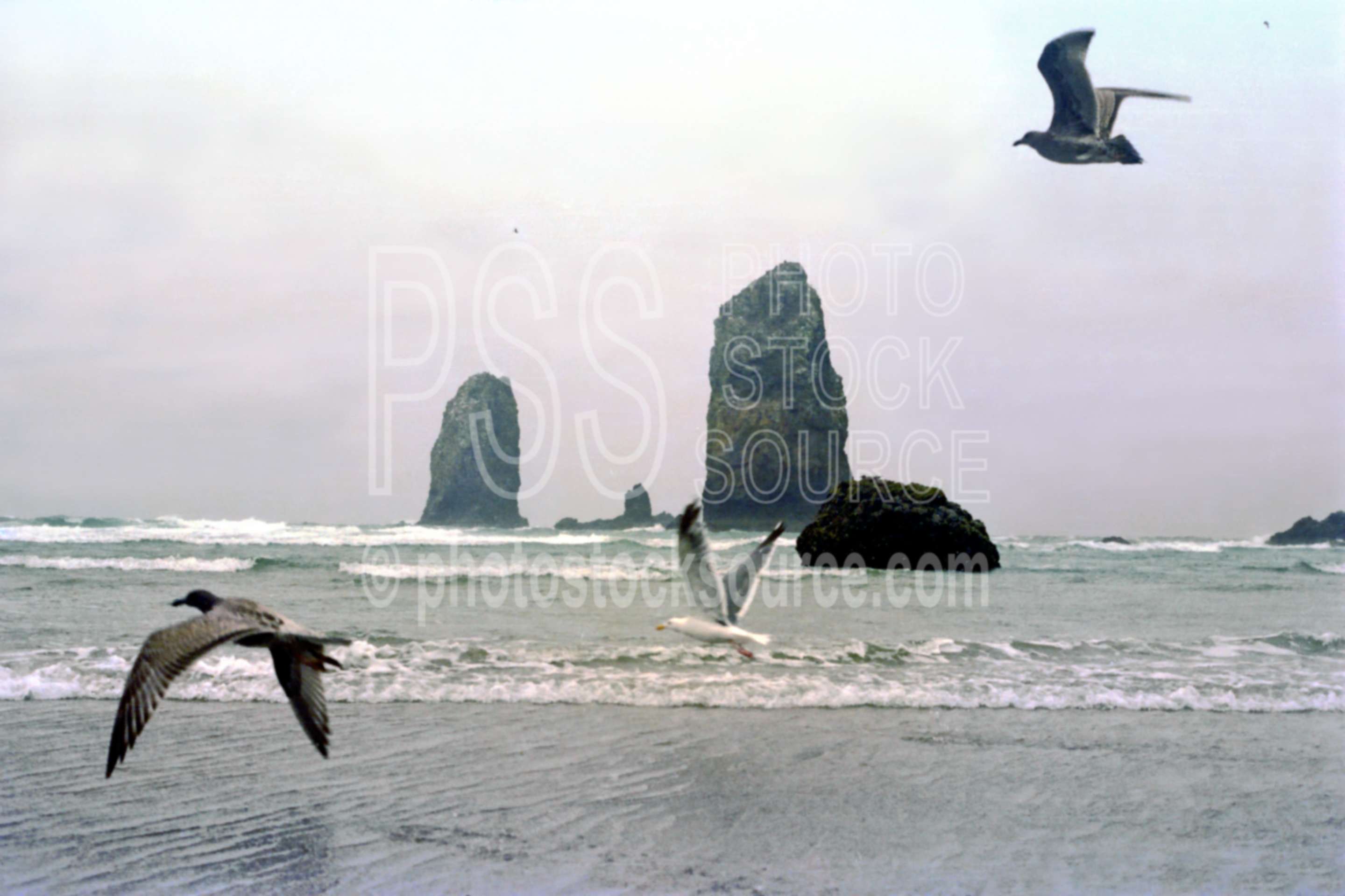 Gulls and Rocks,gull,seagull,the needles,usas,nature,seascapes,coast