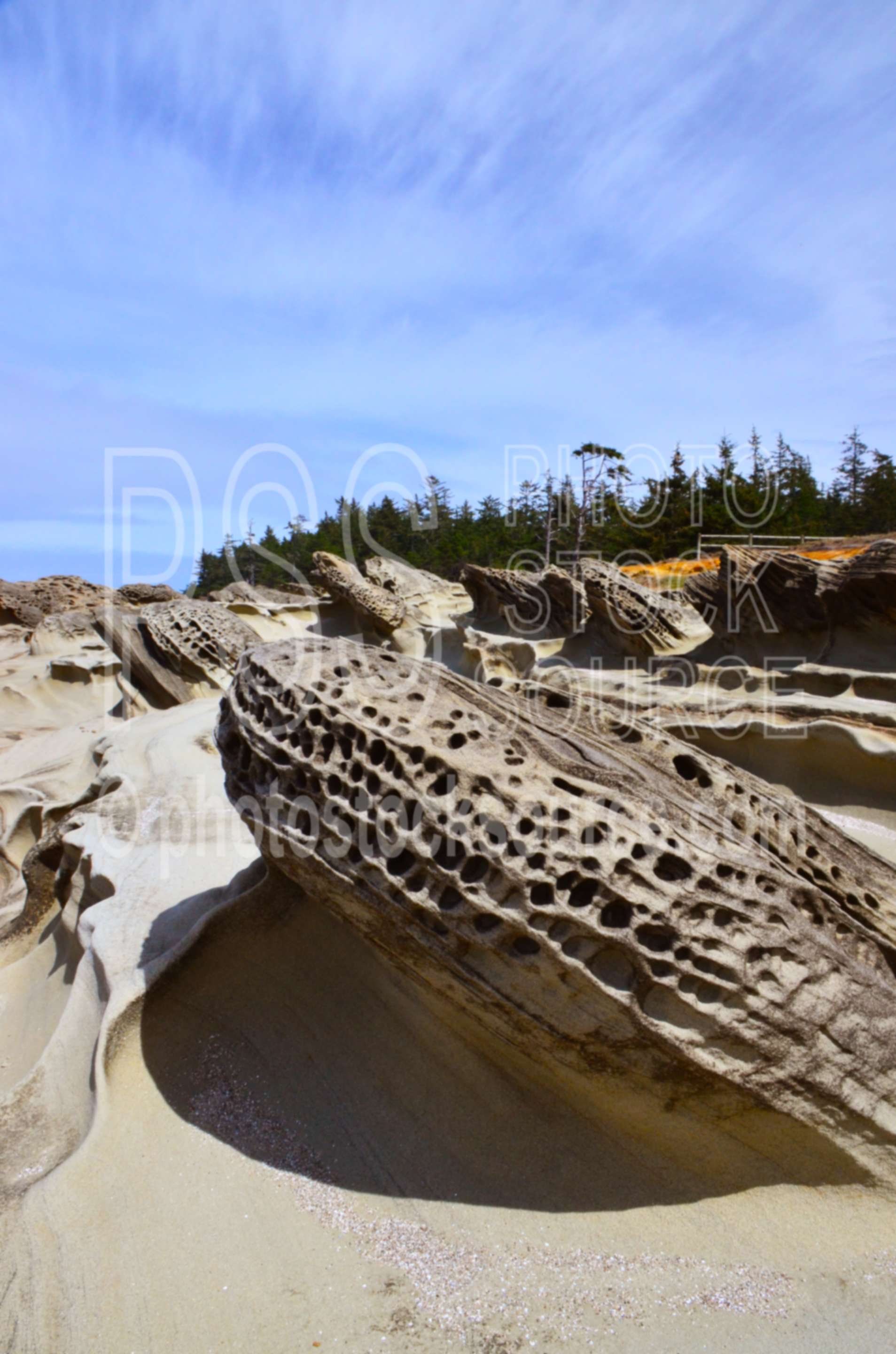 Shore Acres Rock Formations,ocean,rocks,shore arches,state park,salt weathering