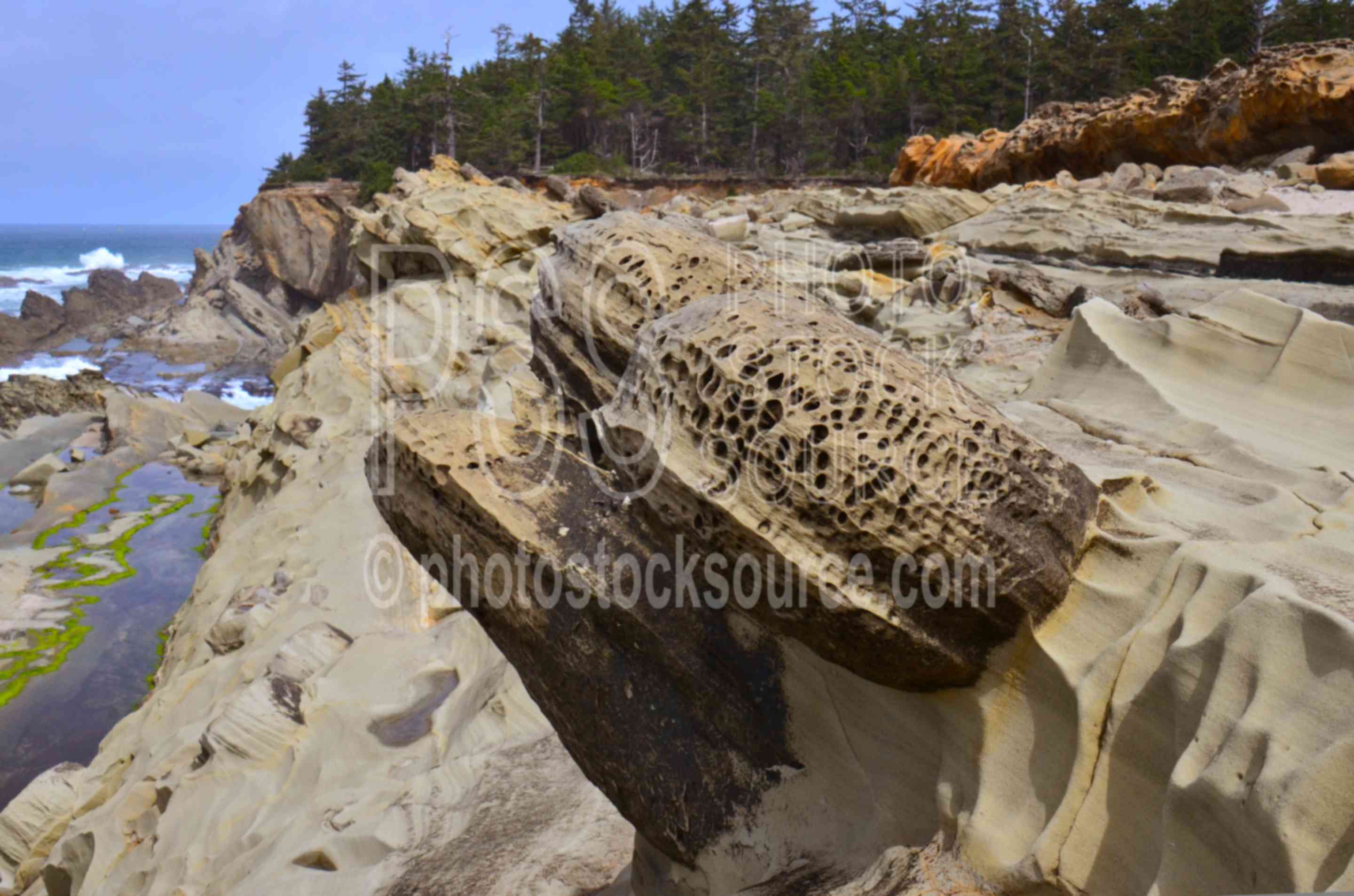 Shore Acres Rock Formations,ocean,rocks,shore arches,state park,salt weathering