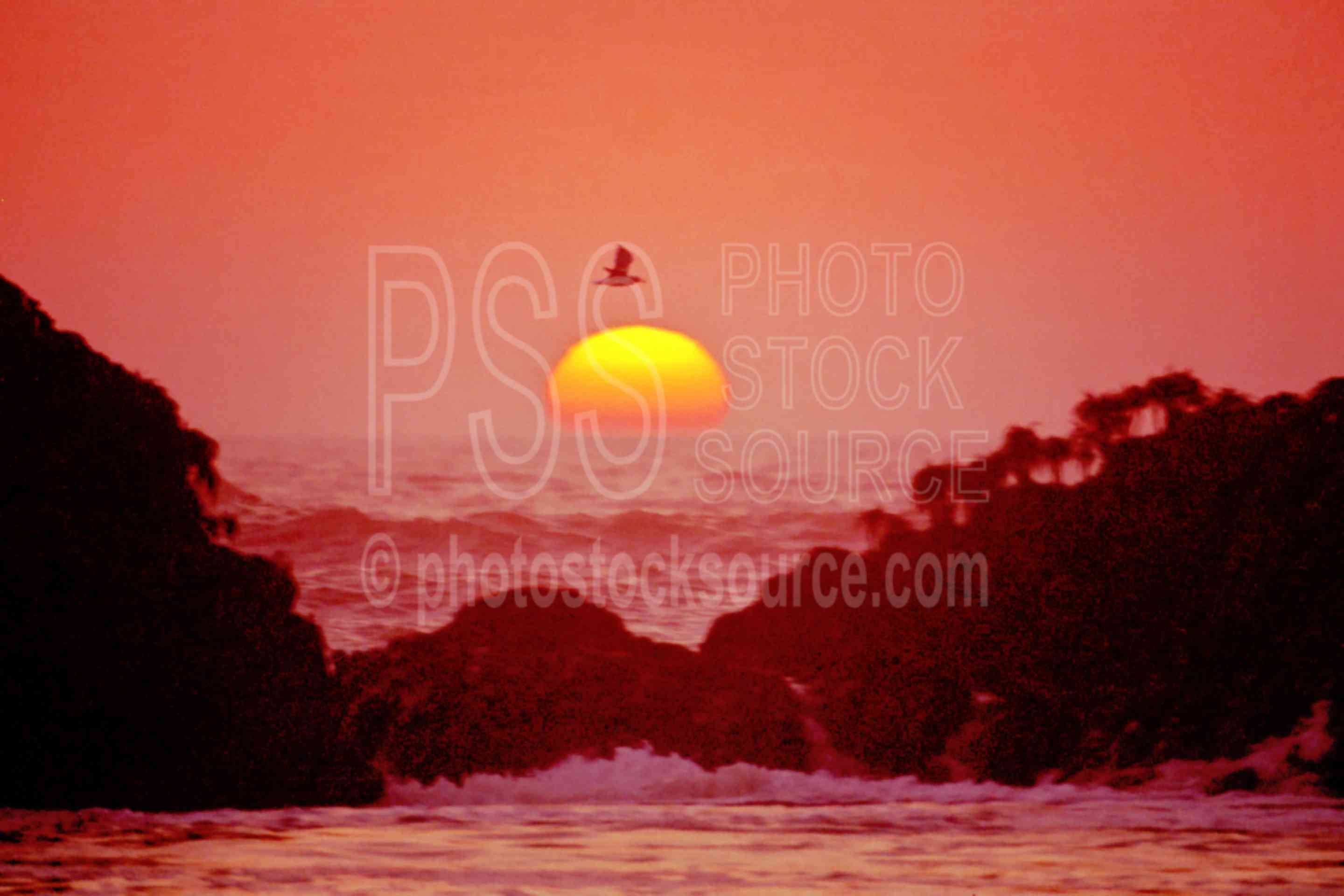 Seagull over Sunset,bird,flys,gull,seagull,sunset,usas,nature,seascapes,coast