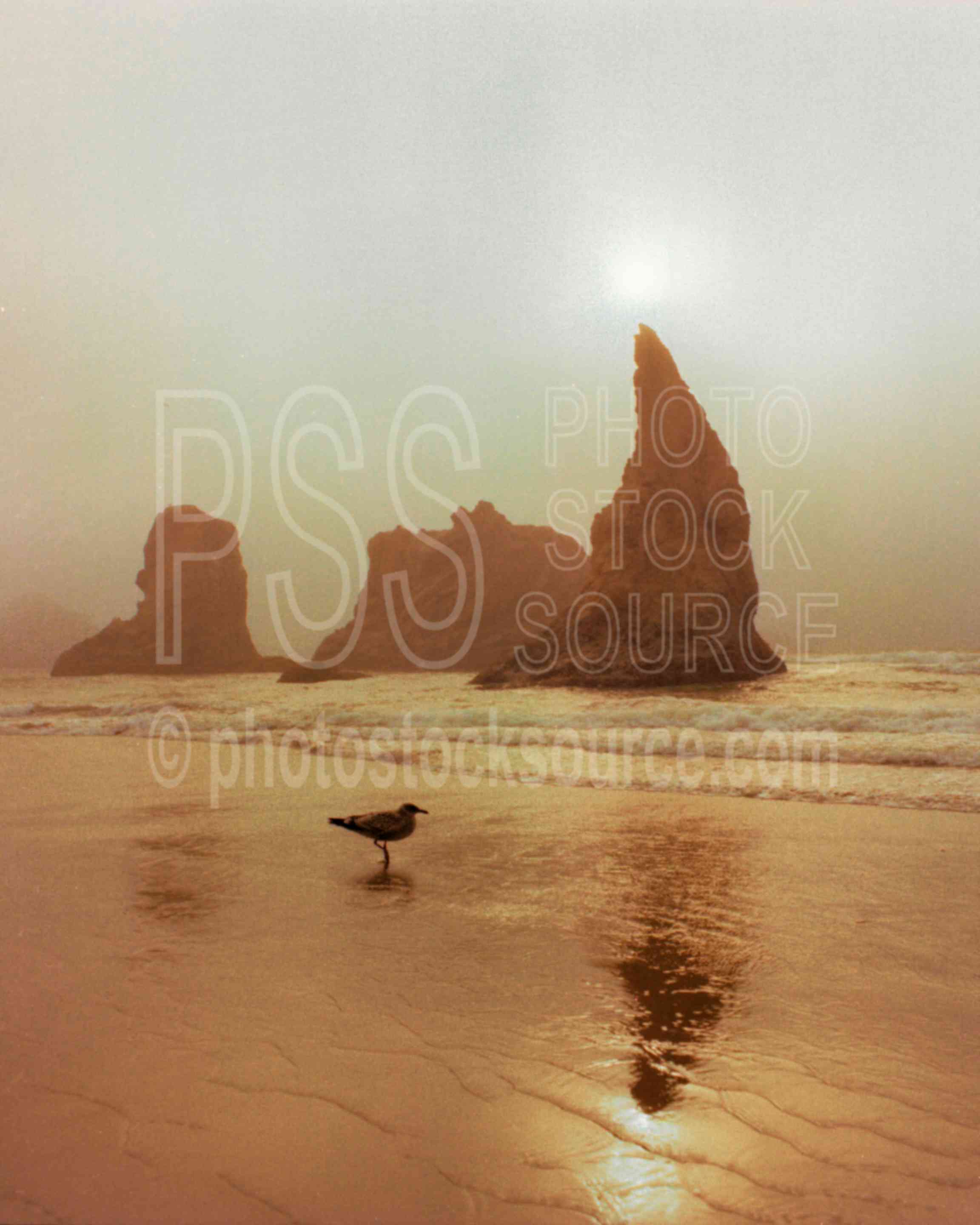 Seagull at Sunset,rock,seagull,sunset,usas,nature,seascapes,coast