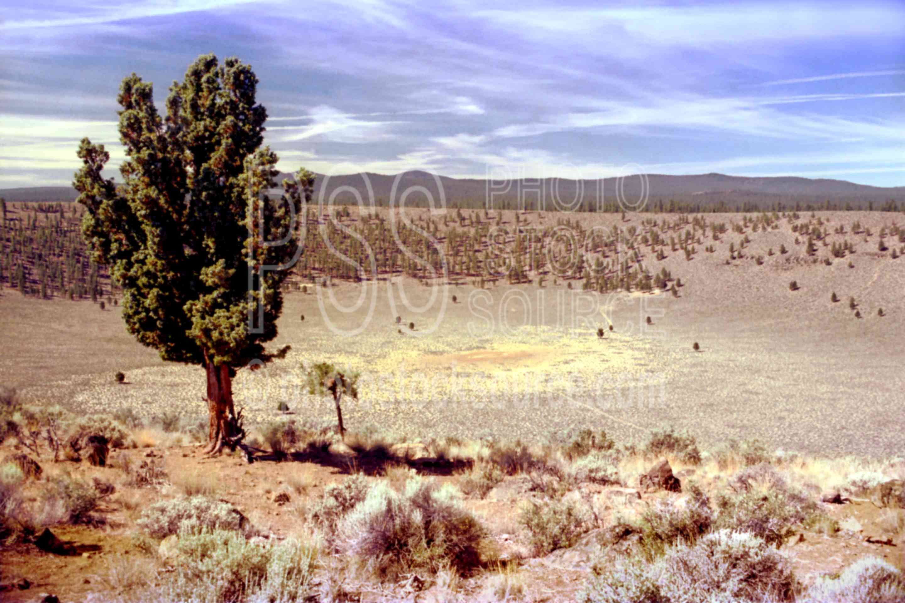 Hole-in-the-Ground,caldera,crater,juniper,tree,usas