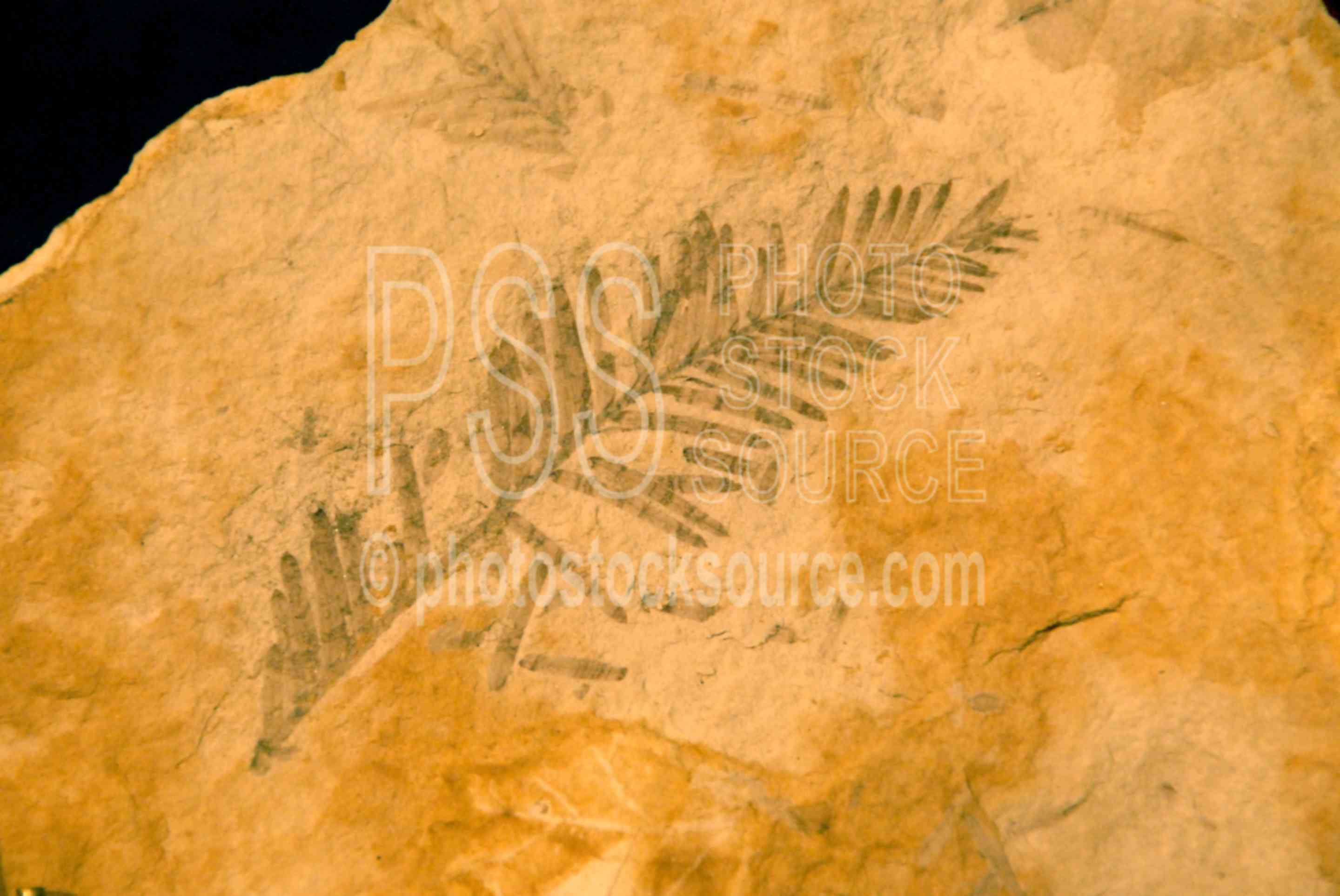 Dawn Redwood Fossil,john day fossil beds,national monument,redwood,dawn redwood,metasequoia,leaf,fossil
