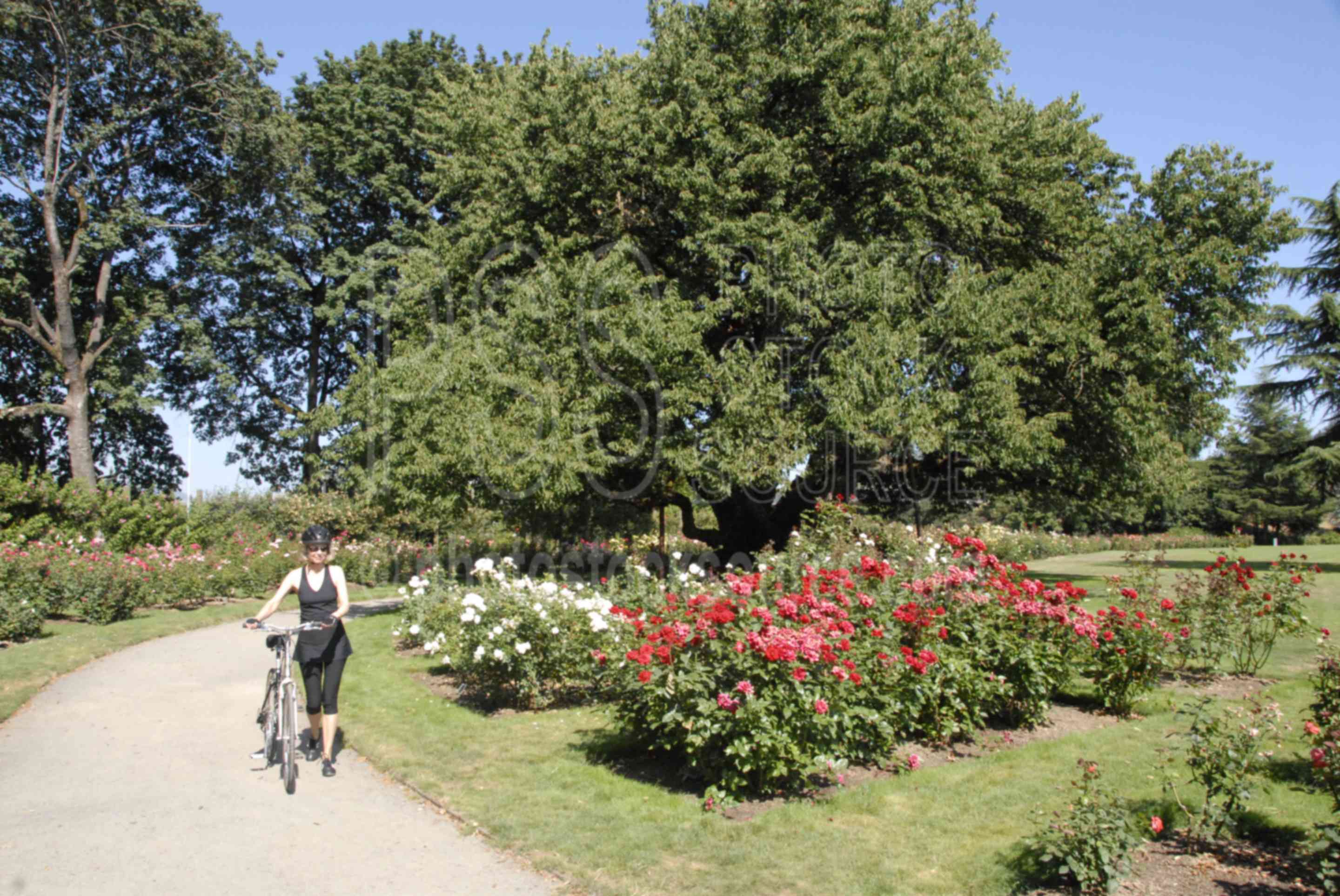 Owen Rose Garden,black cherry tree,rose,rose garden,roses,parks,woman,bike,bike rider