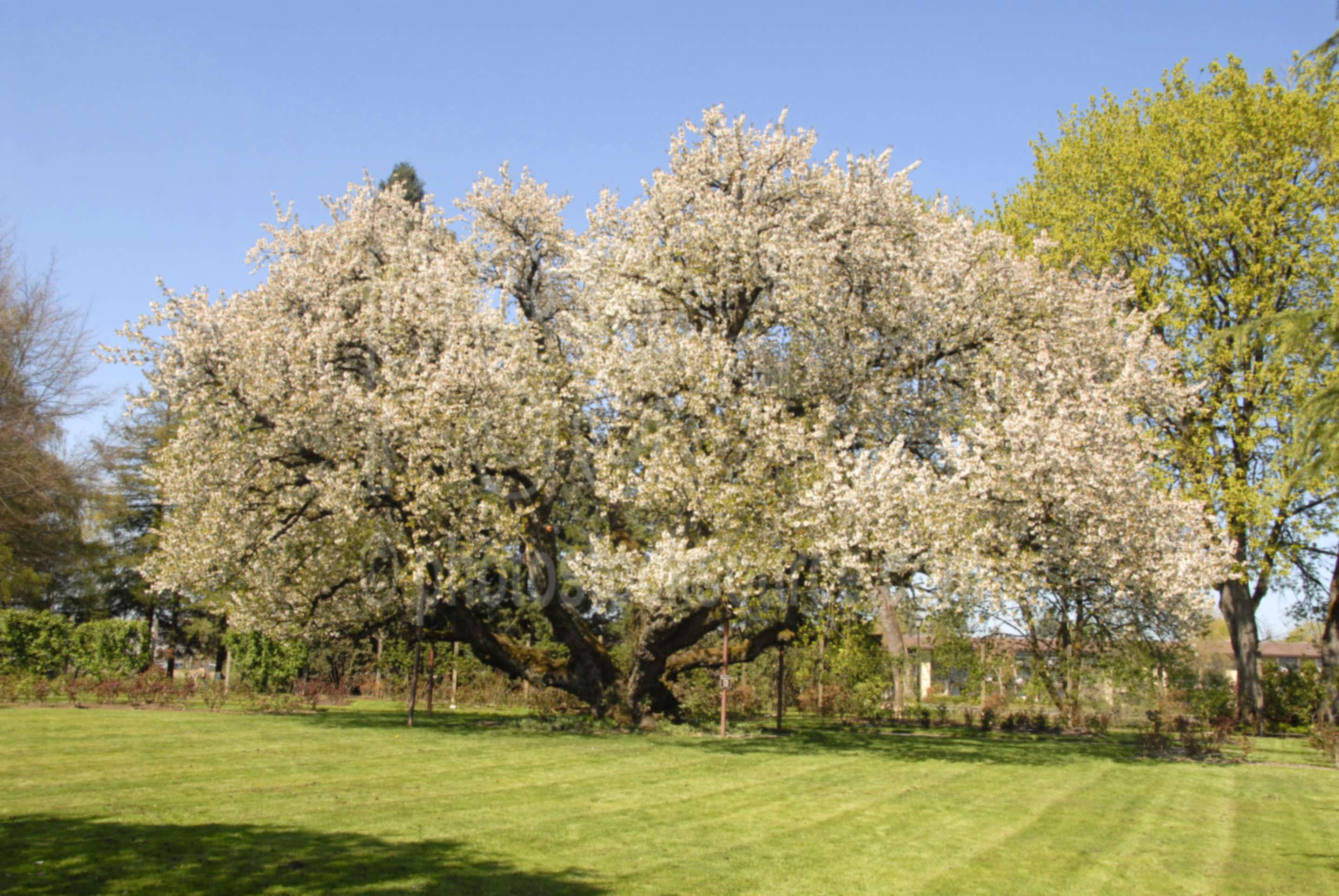 Black Cherry Tree,bloom,cherry blossoms,black cherry tree,black tartarian cherry tree,owen rose garden,park,parks,spring