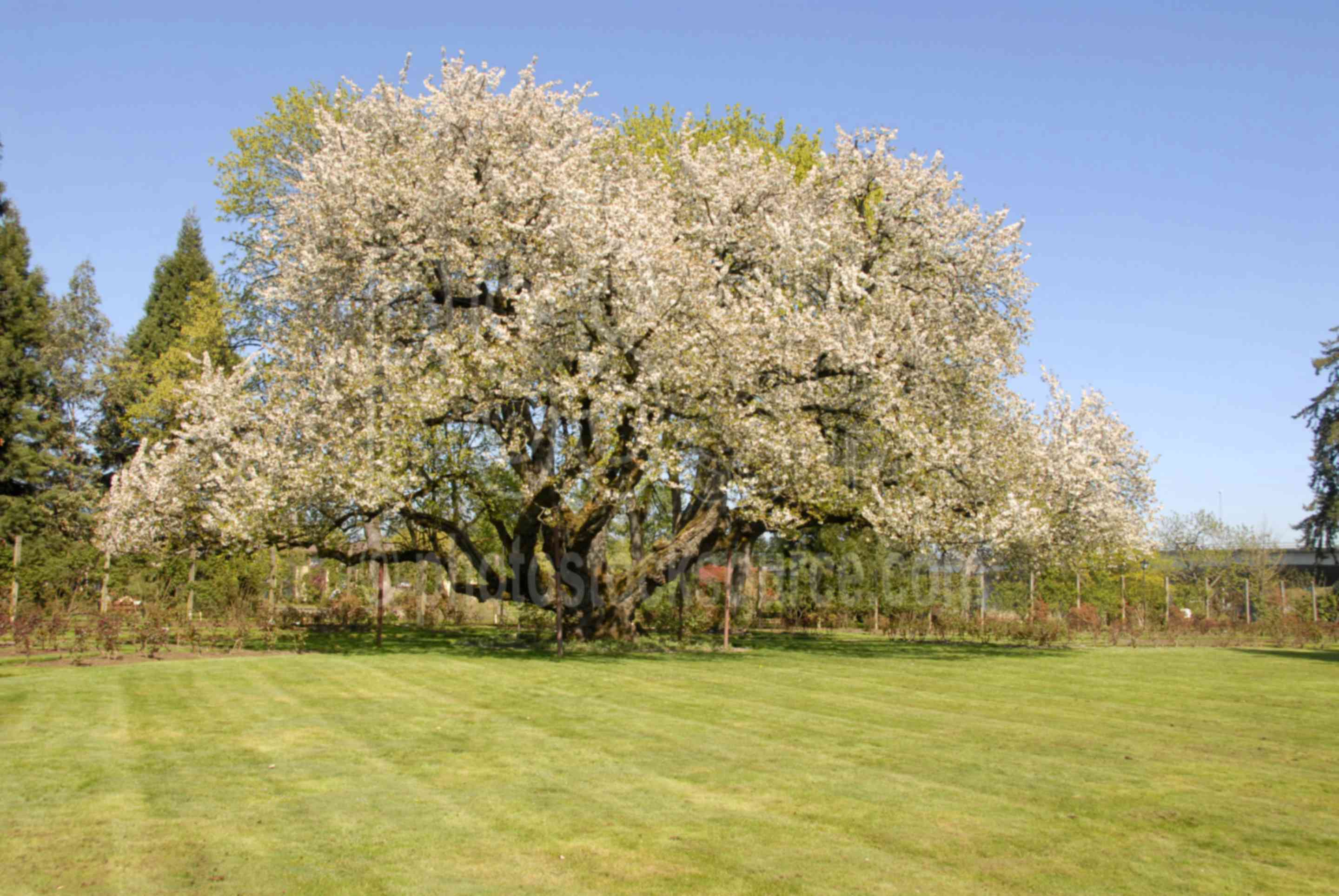 Black Cherry Tree,bloom,cherry blossoms,black cherry tree,black tartarian cherry tree,owen rose garden,park,parks,spring