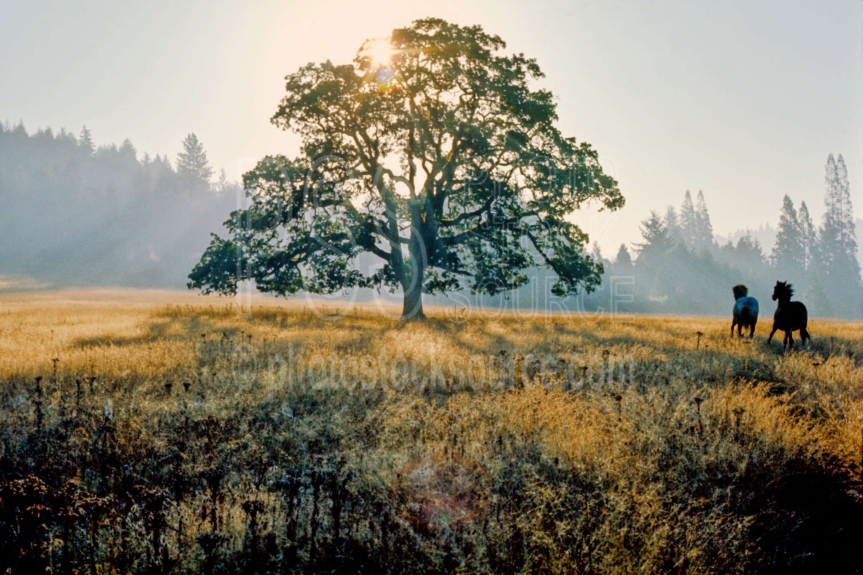 Horses and Oak Tree,horse,morning,oaks,sunrise,tree,usas,farms,animals