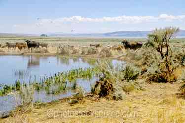 Oregon Farms & Ranches gallery