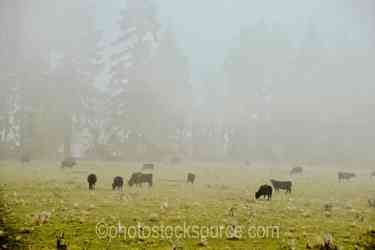 Oregon Farms & Ranches gallery