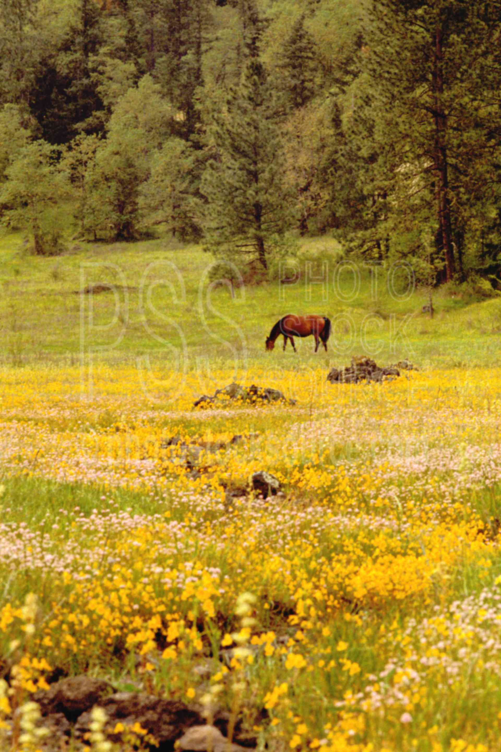 Horse and Wildflowers,flower,horse,wildflower,plant,usas,farms,plants