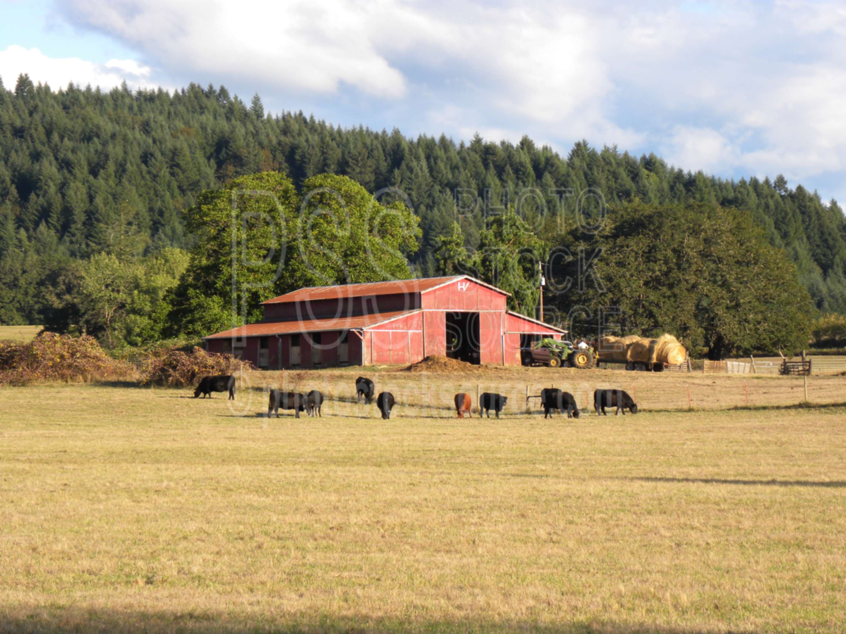Red Barn and Cows,hay,tractor,farmer,cows,haying,farms