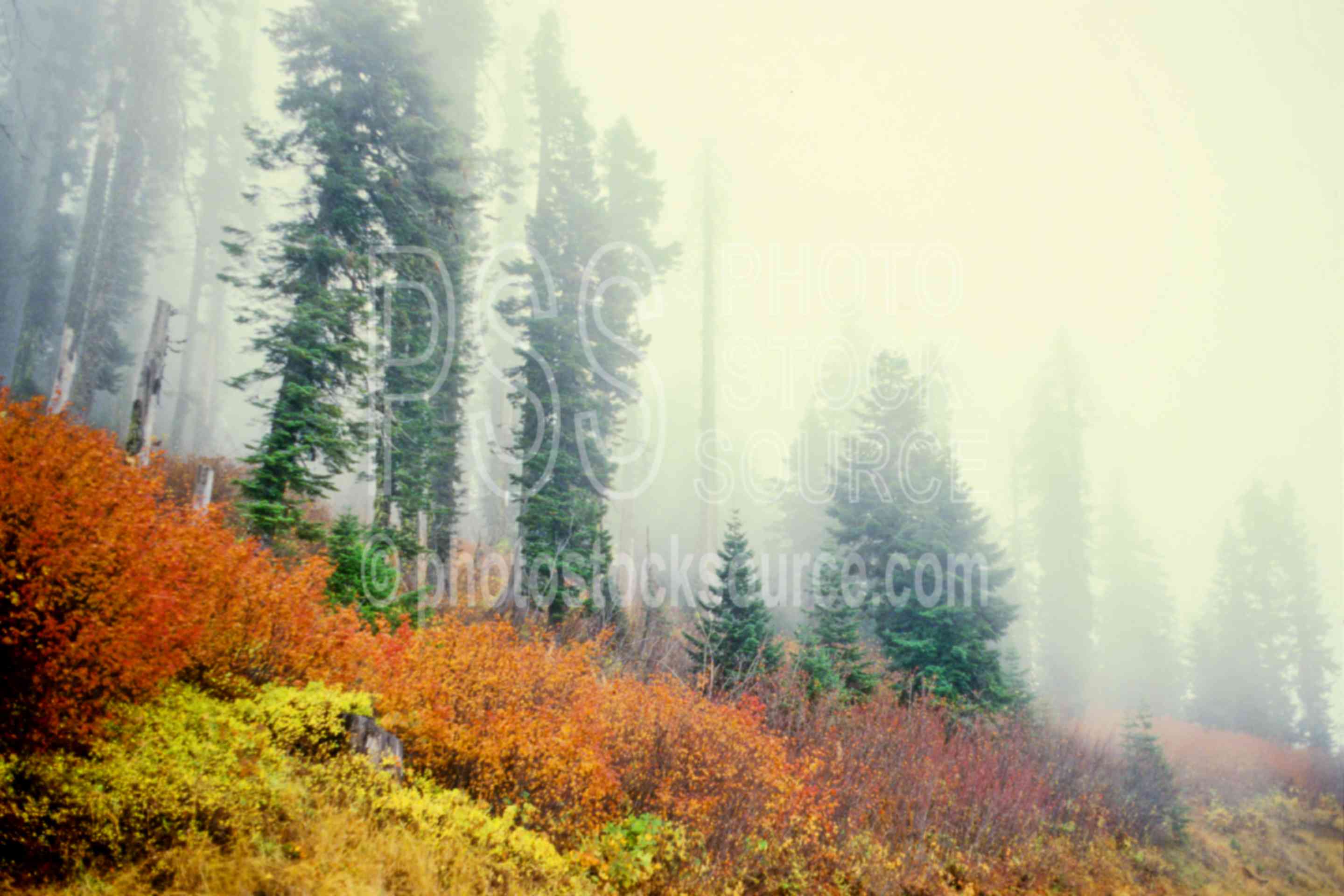 Autumn Fog,fall color,fogs,sourgrass mt.,usas,autumn,nature,mountains