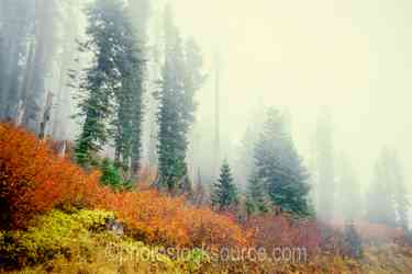 Oregon Forests gallery