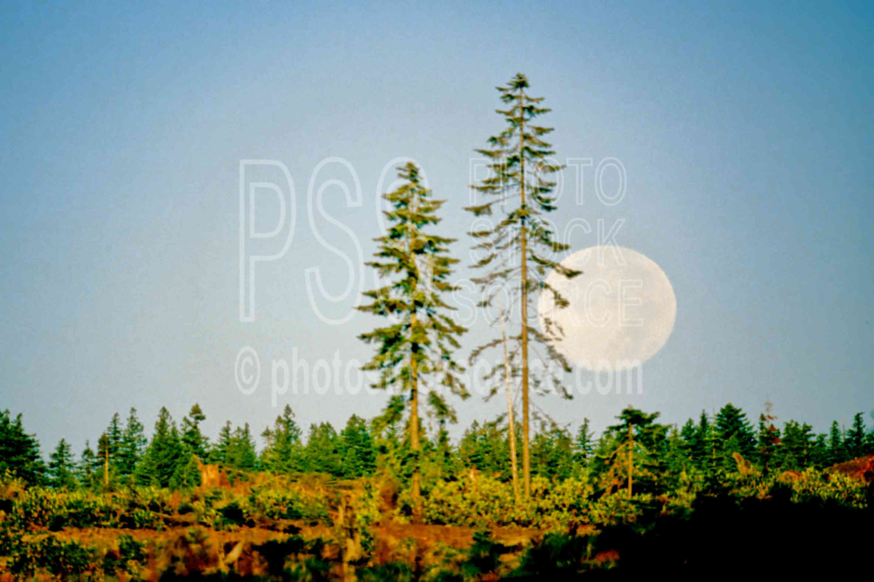 Moonset,moon,tree,usas,nature,mountains