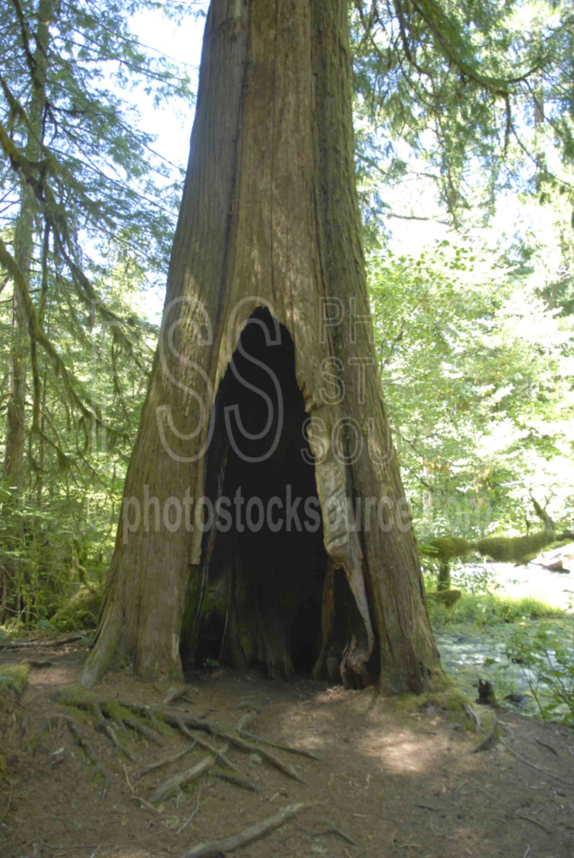 Hollow Tree,tree,hollow,nature