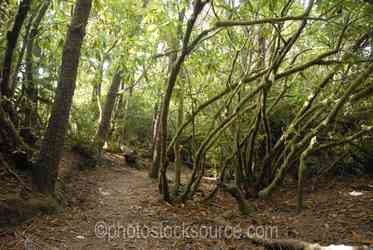 Oregon Forests gallery