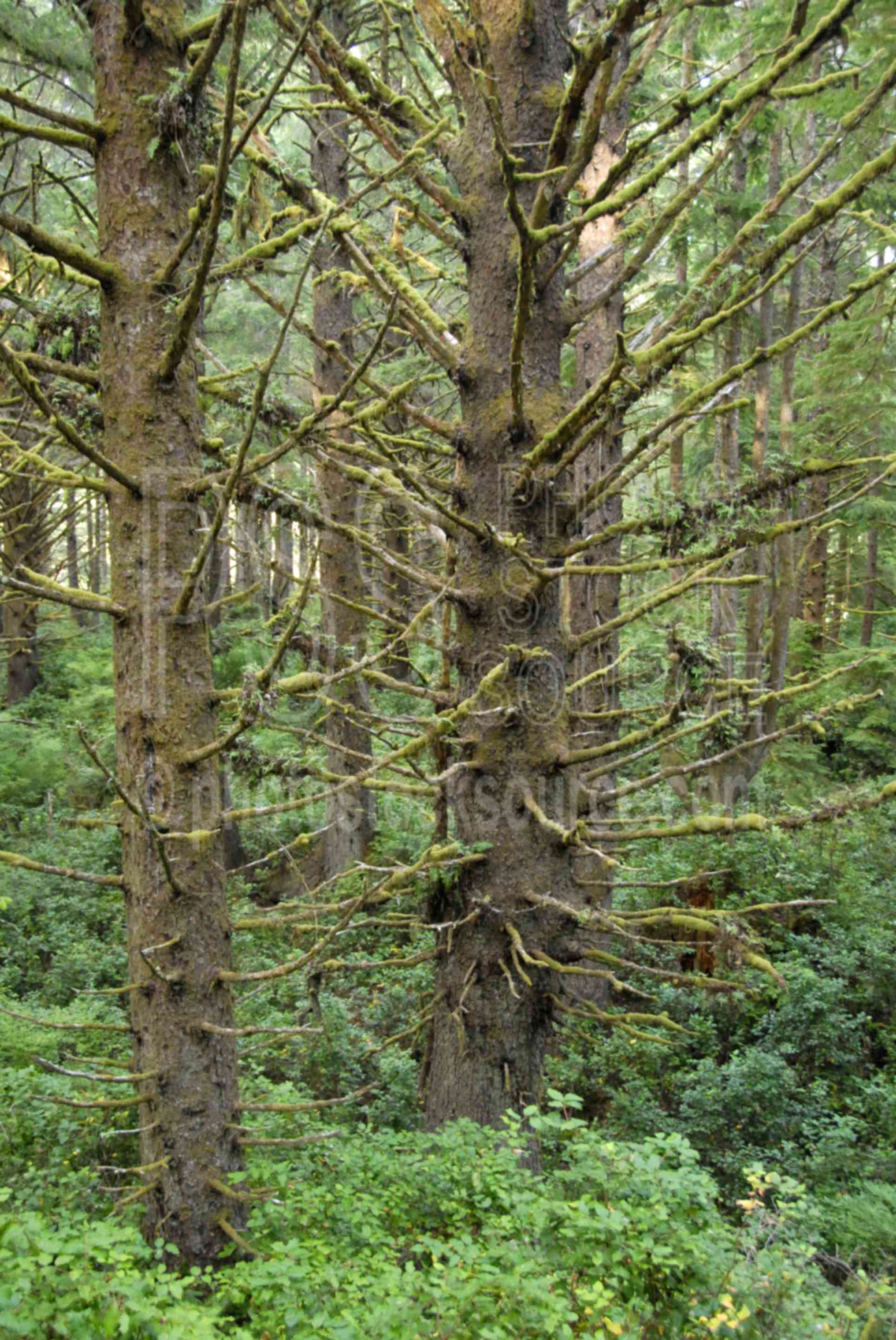 Coastal Spruce,trees,spruce,forests,nature