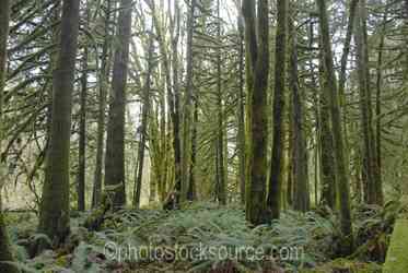 Oregon Forests gallery