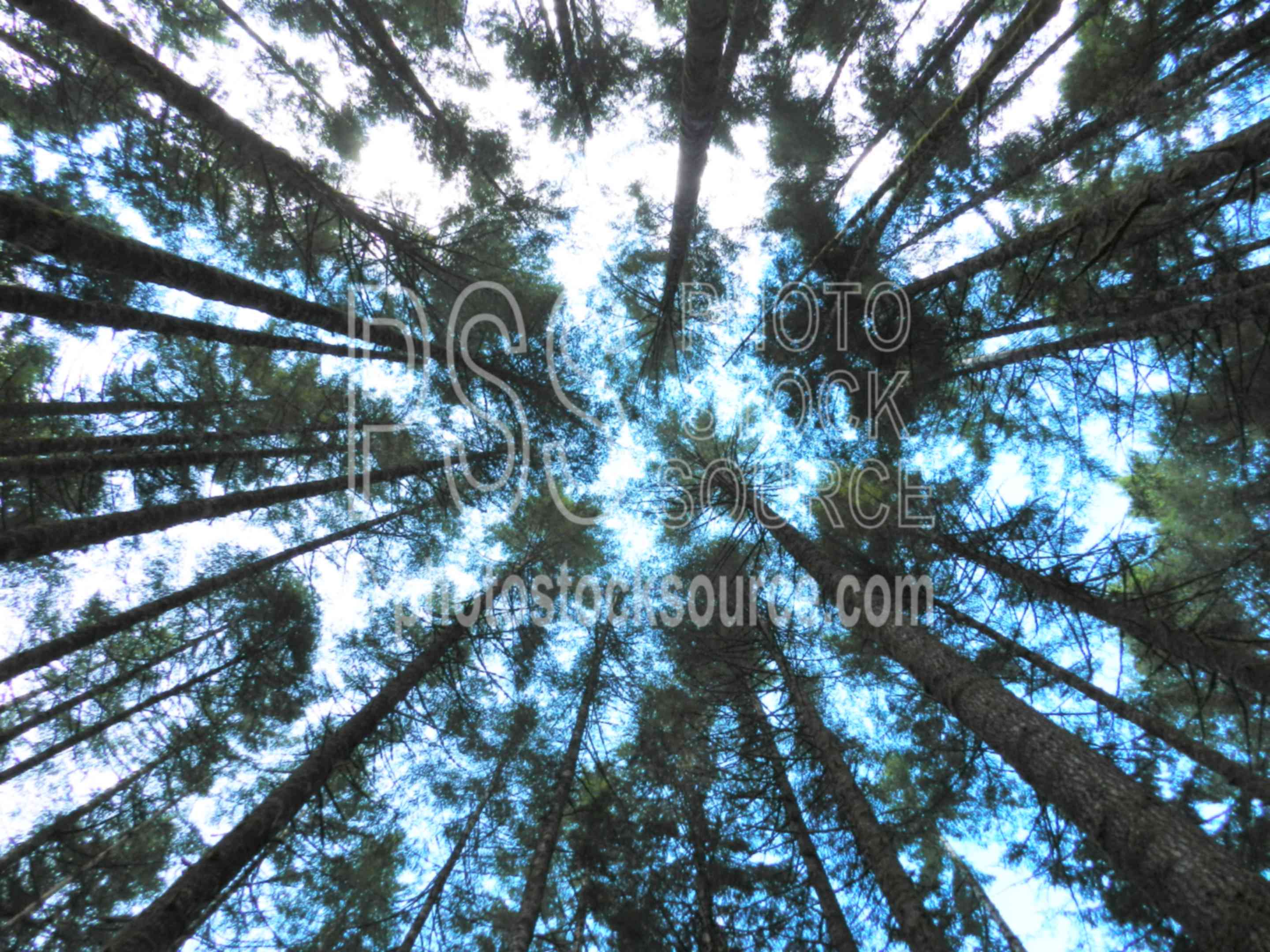 Tall Douglas Fir Trees,fir,douglas fir,tree,forest,pseudotsuga menziesii