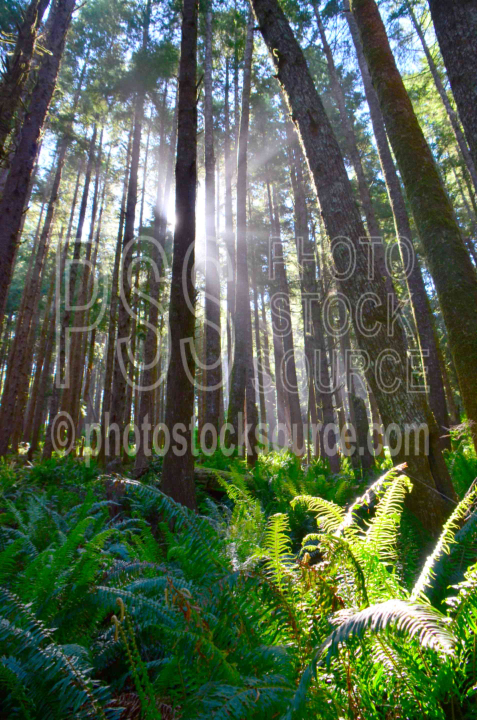 Sitka Spruce Forest,tree,spruce,forest