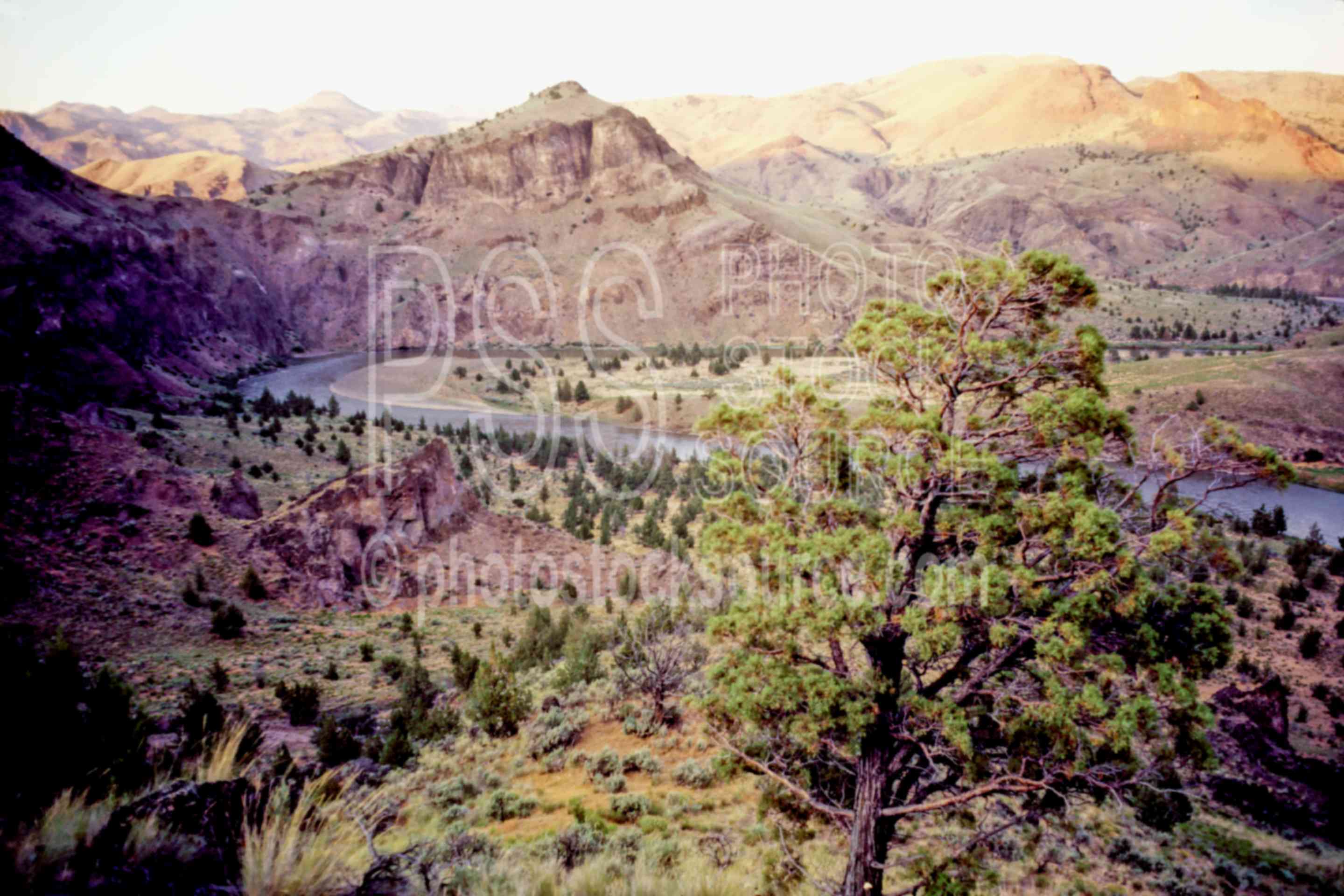 John Day River Juniper,gorge,john day river,juniper,tree,usas,lakes rivers