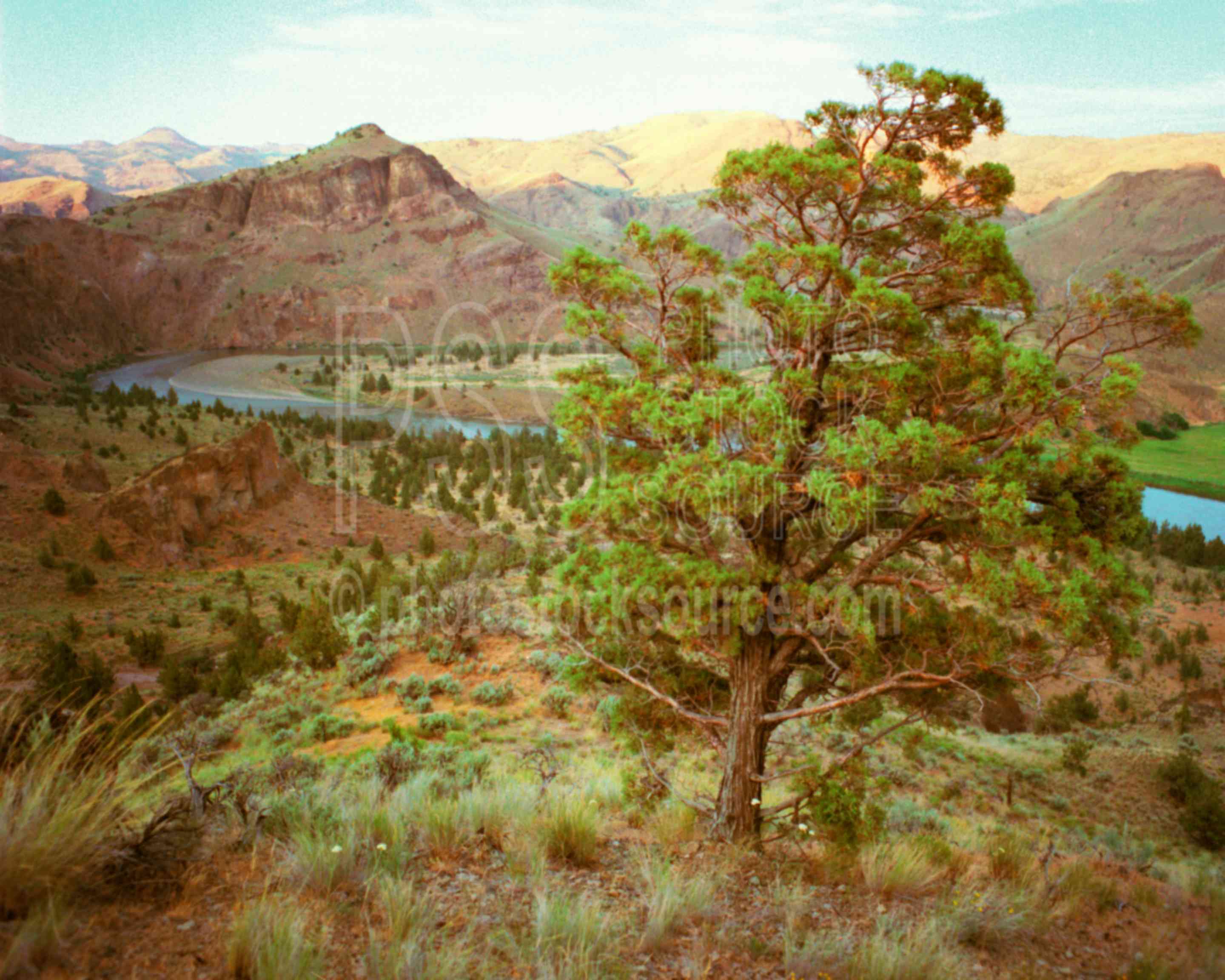 John Day River,juniper,tree,usas,lakes rivers