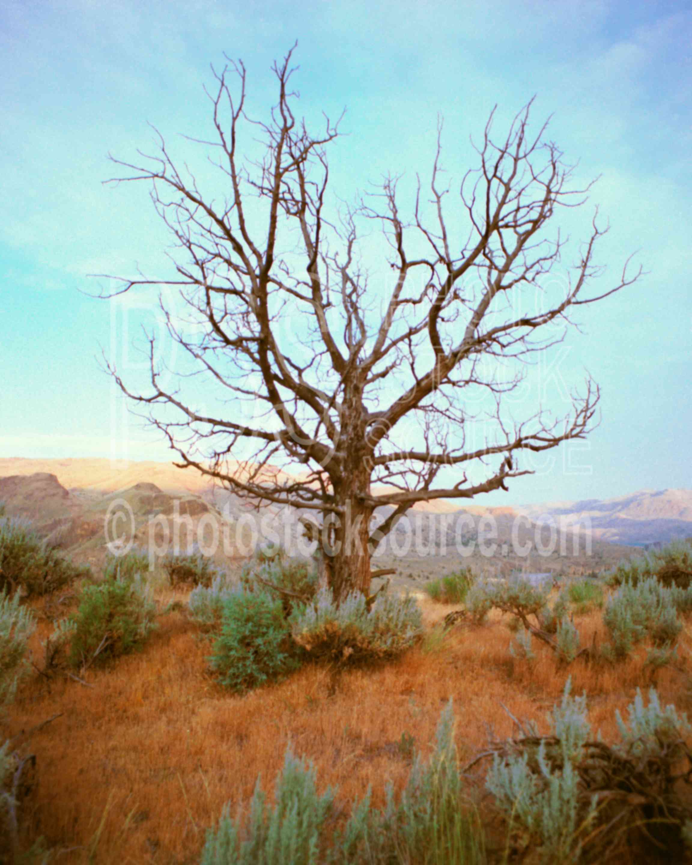 Dead Juniper,john day river,juniper,tree,usas,lakes rivers