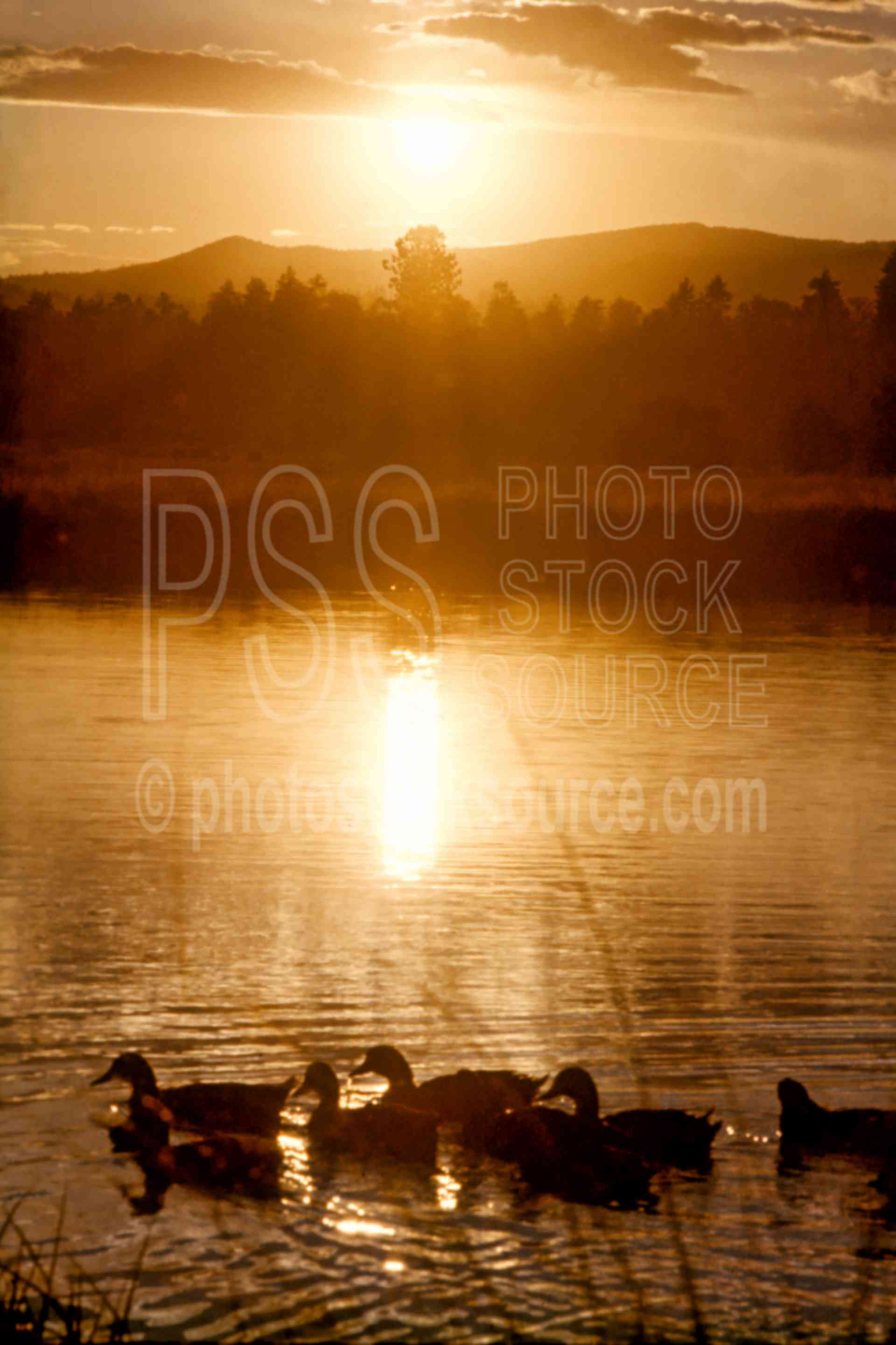 Ducks at Sunset,duck,lake,usas,lakes rivers,mountains