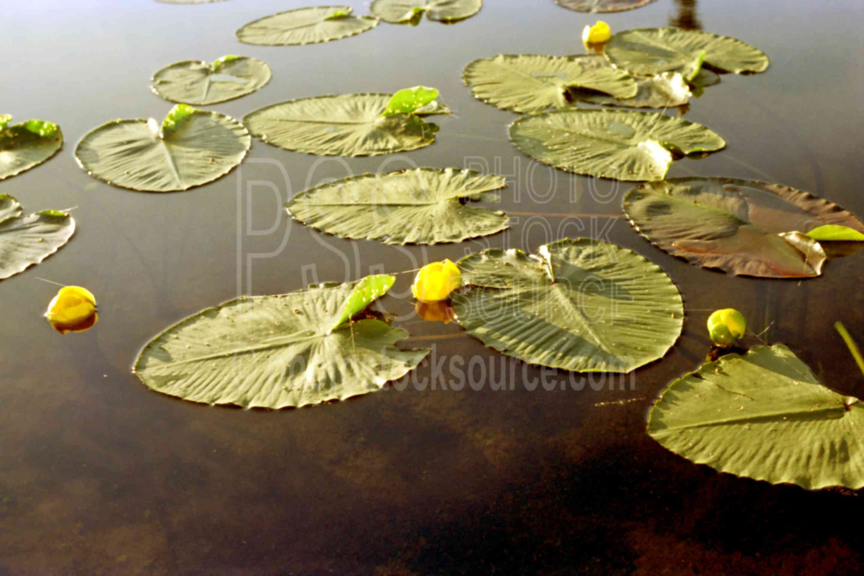 Gold Lake Lilys,flower,gold lake,lily,lily pad,morning,plant,usas,lakes rivers,plants