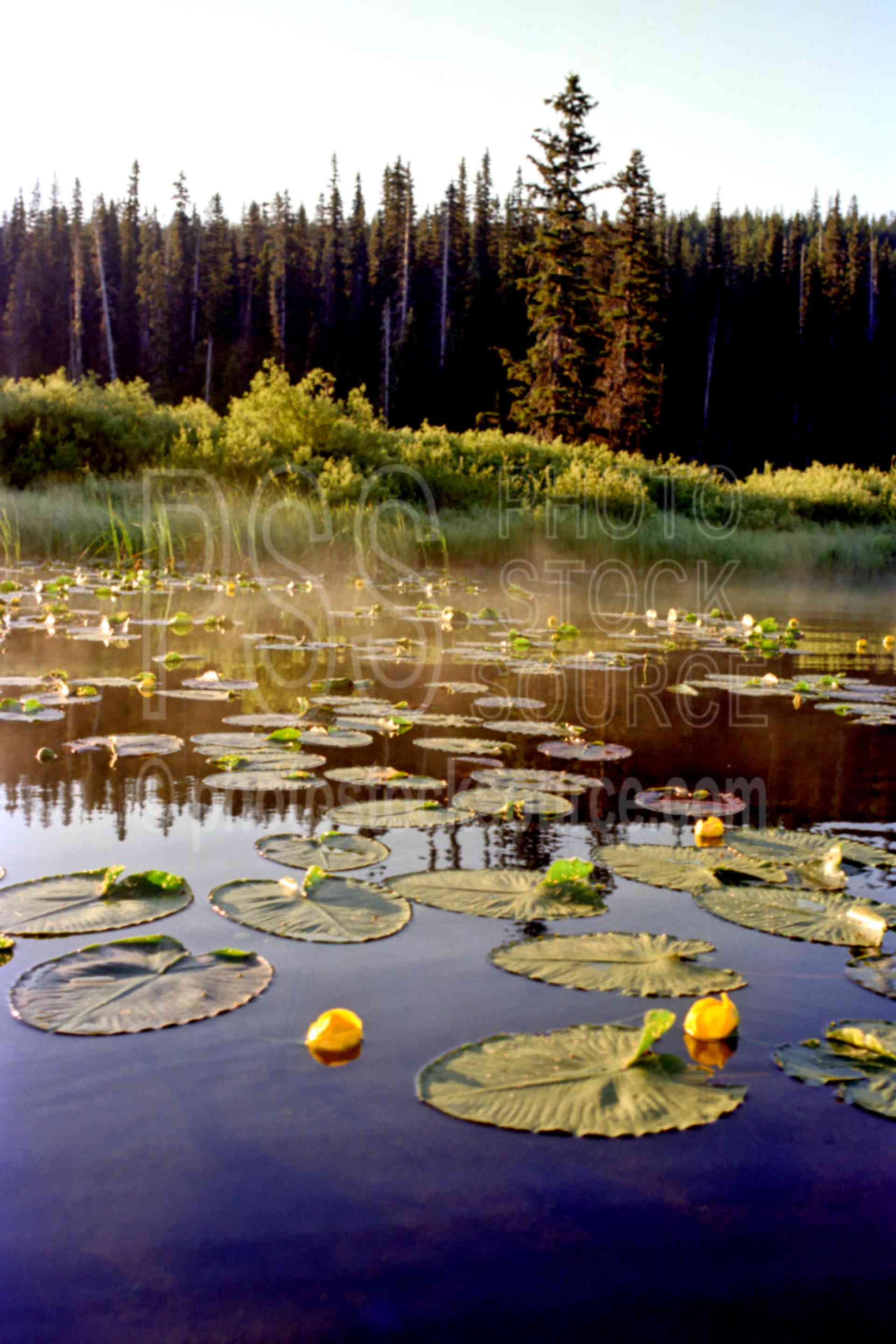 Gold Lake Lilys,flower,gold lake,lily,lily pad,morning,plant,usas,lakes rivers,plants