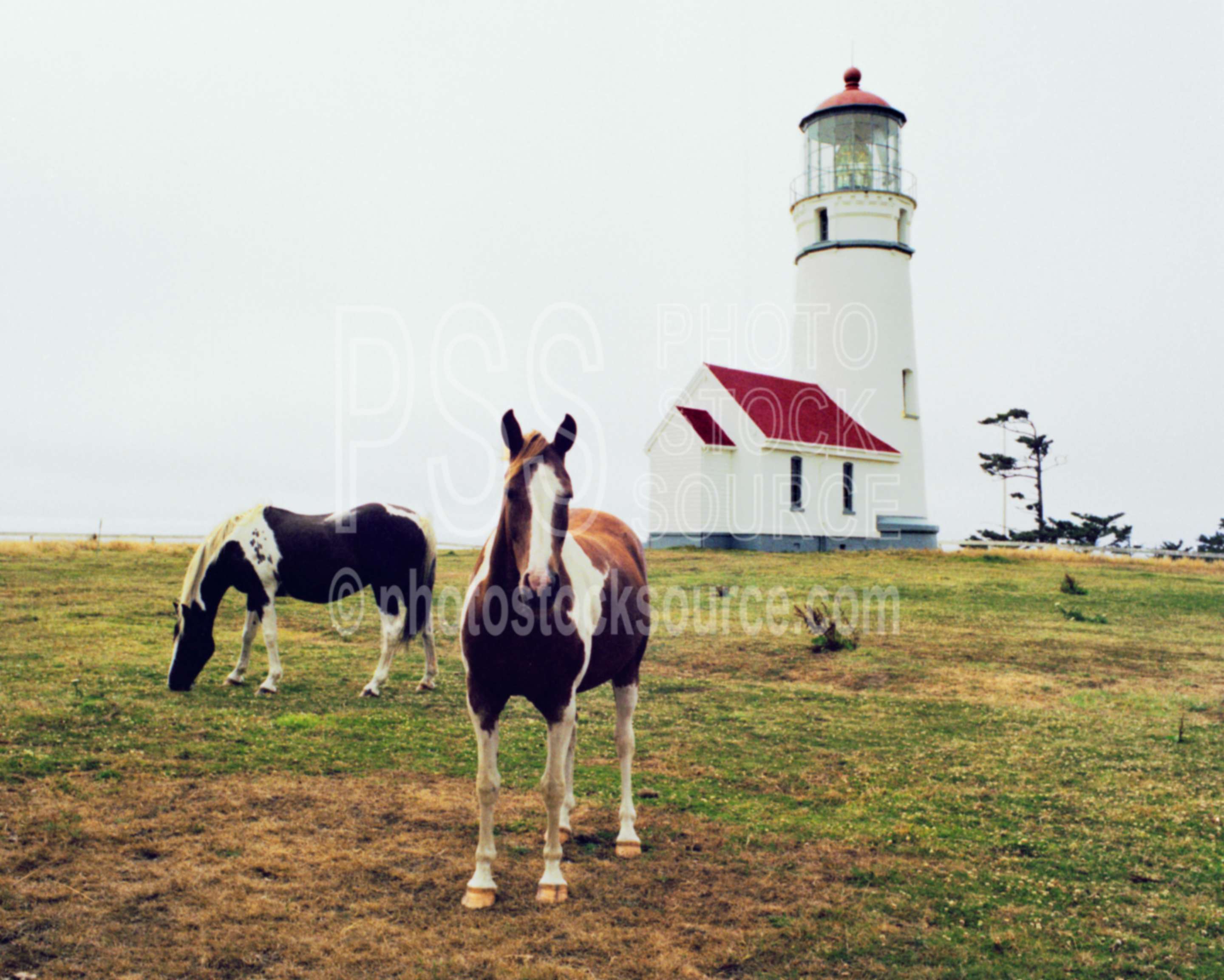 Cape Blanco Lighthouse,cape blanco,horse,usas,architecture,lighthouses