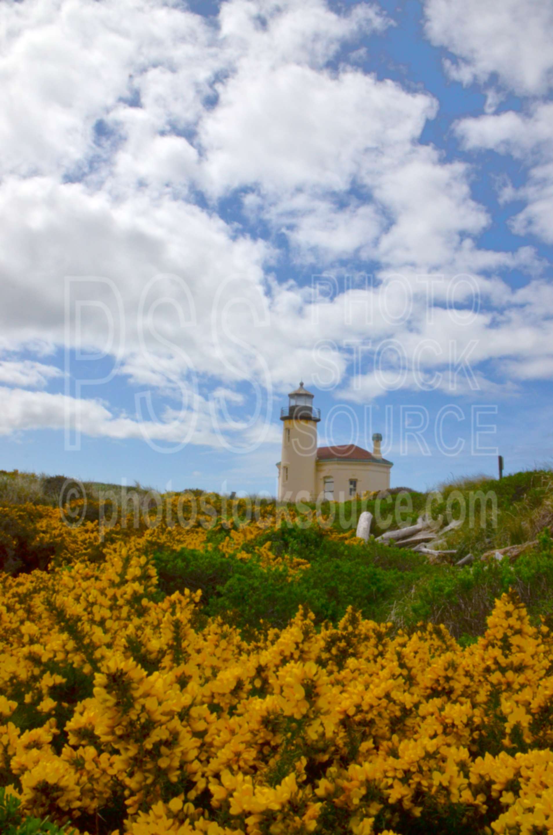 Coquille River Lighthouse ,coquille river,lighthouse,mist,fog,jetty,nautical,architecture,lighthouses,flower,cytisus scoparius,scotch broom