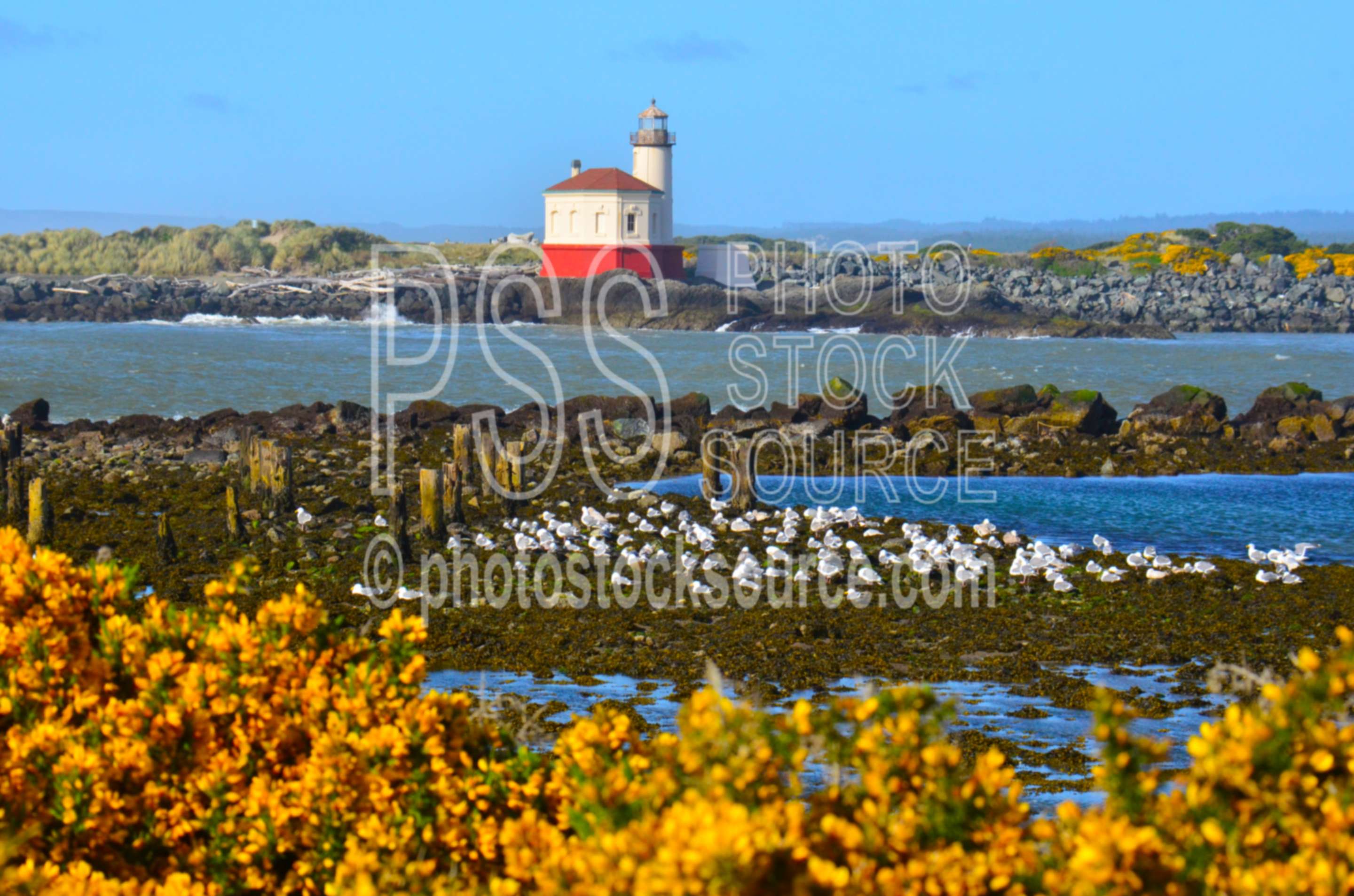 Coquille River Lighthouse ,coquille river,lighthouse,nautical,architecture,lighthouses,flower,cytisus scoparius,scotch broom