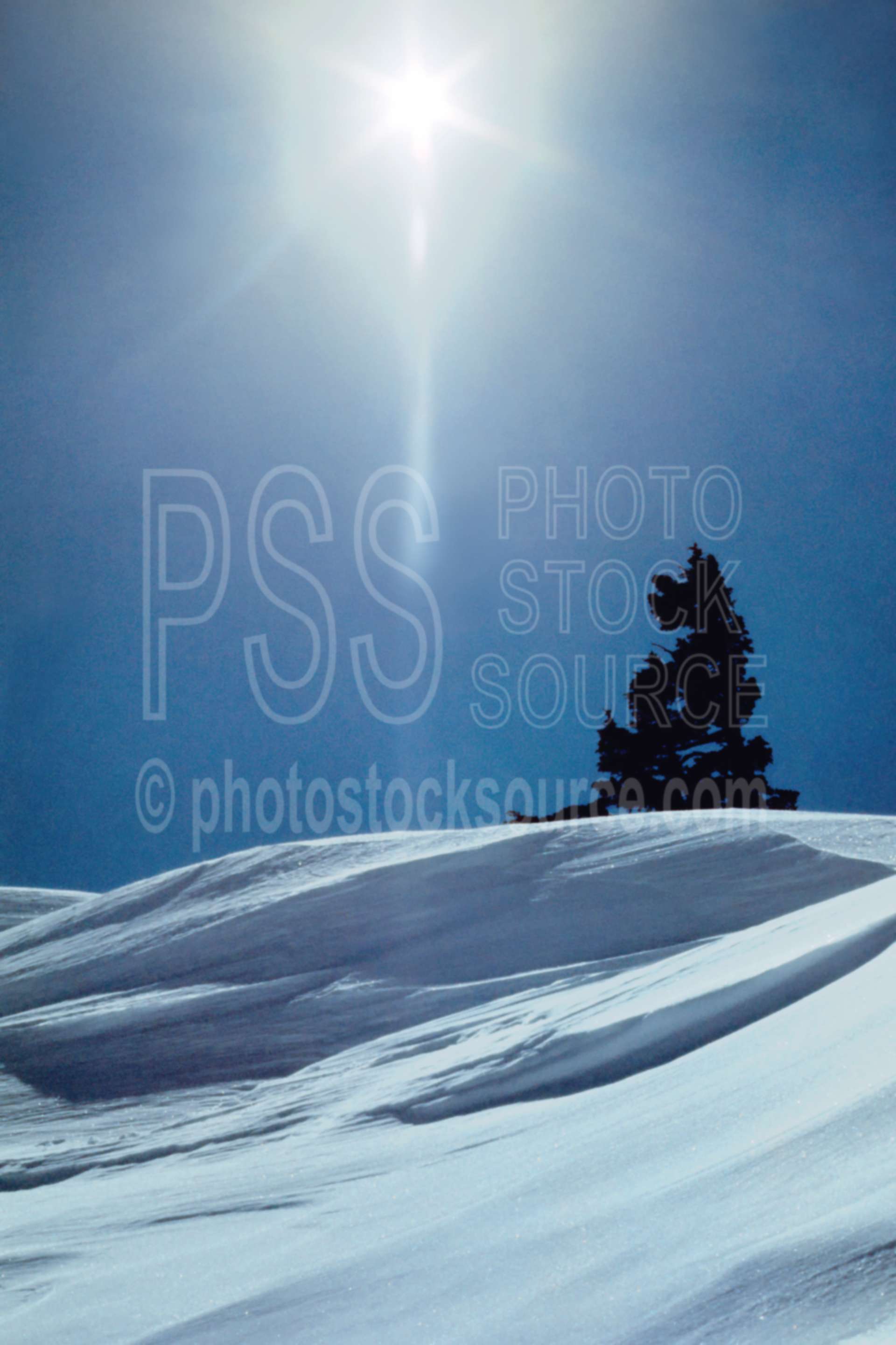 Sun and Tree,tree,winter,season,abstract,usas