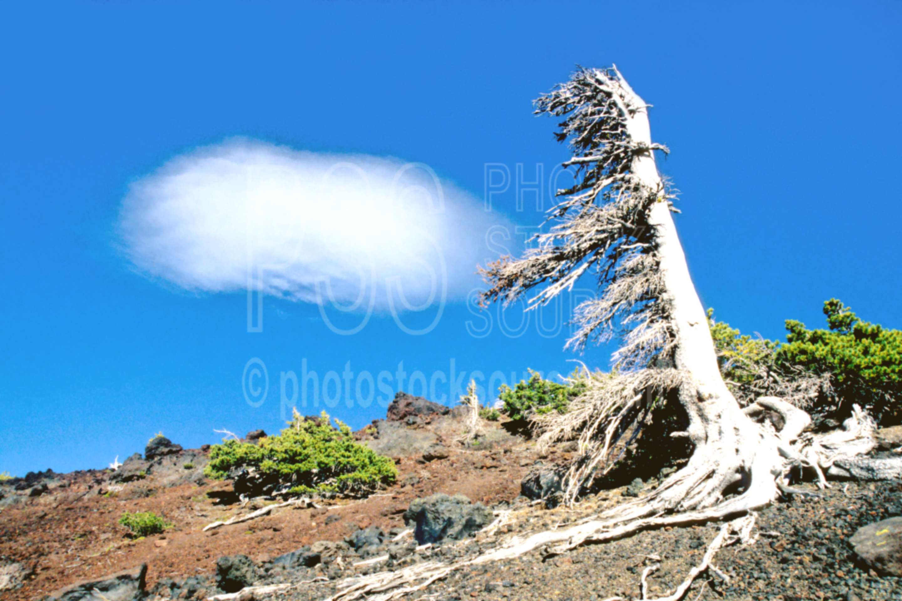 Cloud and Snag,cloud,snag,pacific crest trail,usas,mountains