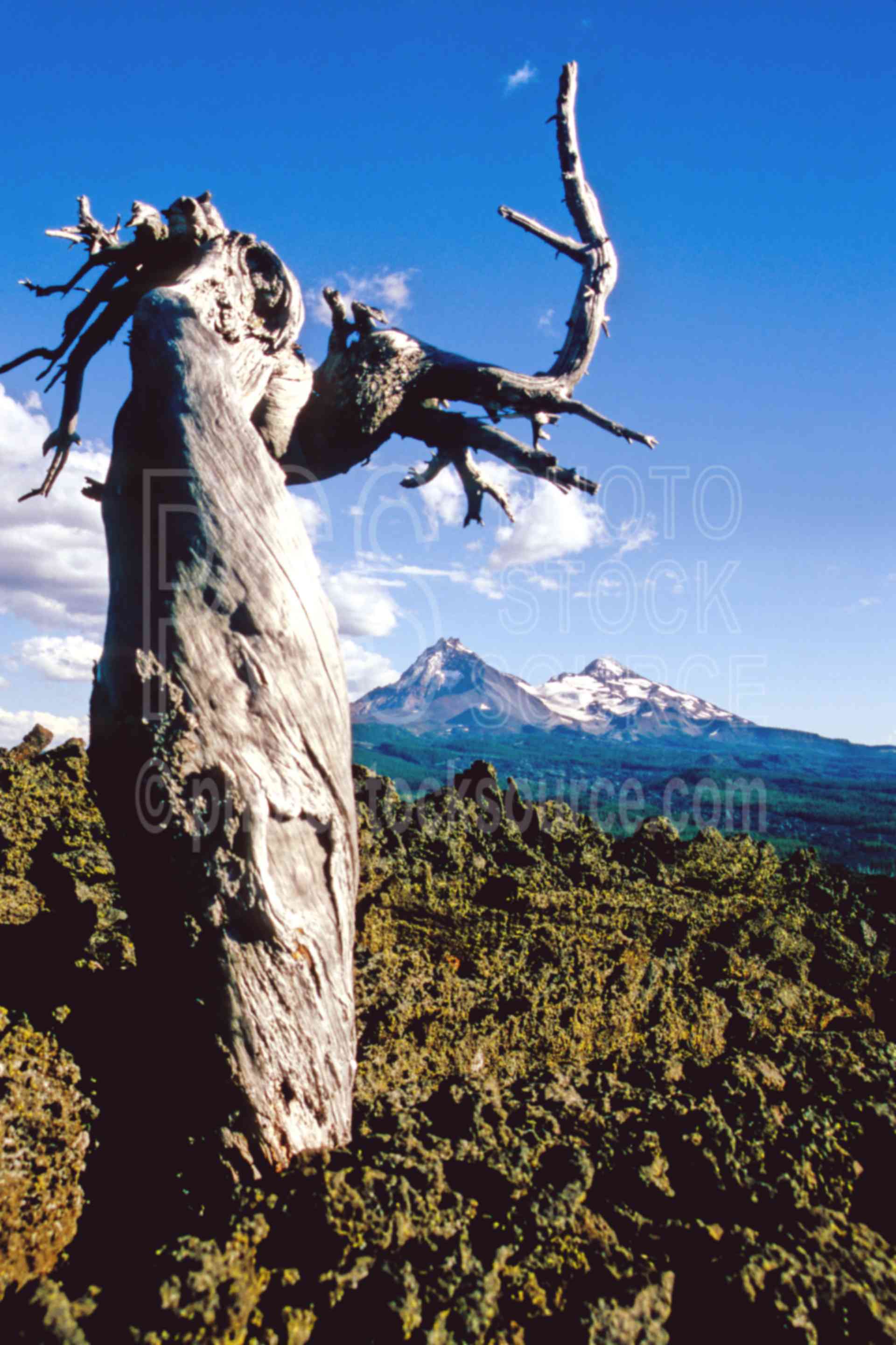 North and Middle Sister,lava bed,tree,dead tree,snag,north sister,middle sister,usas,mountains