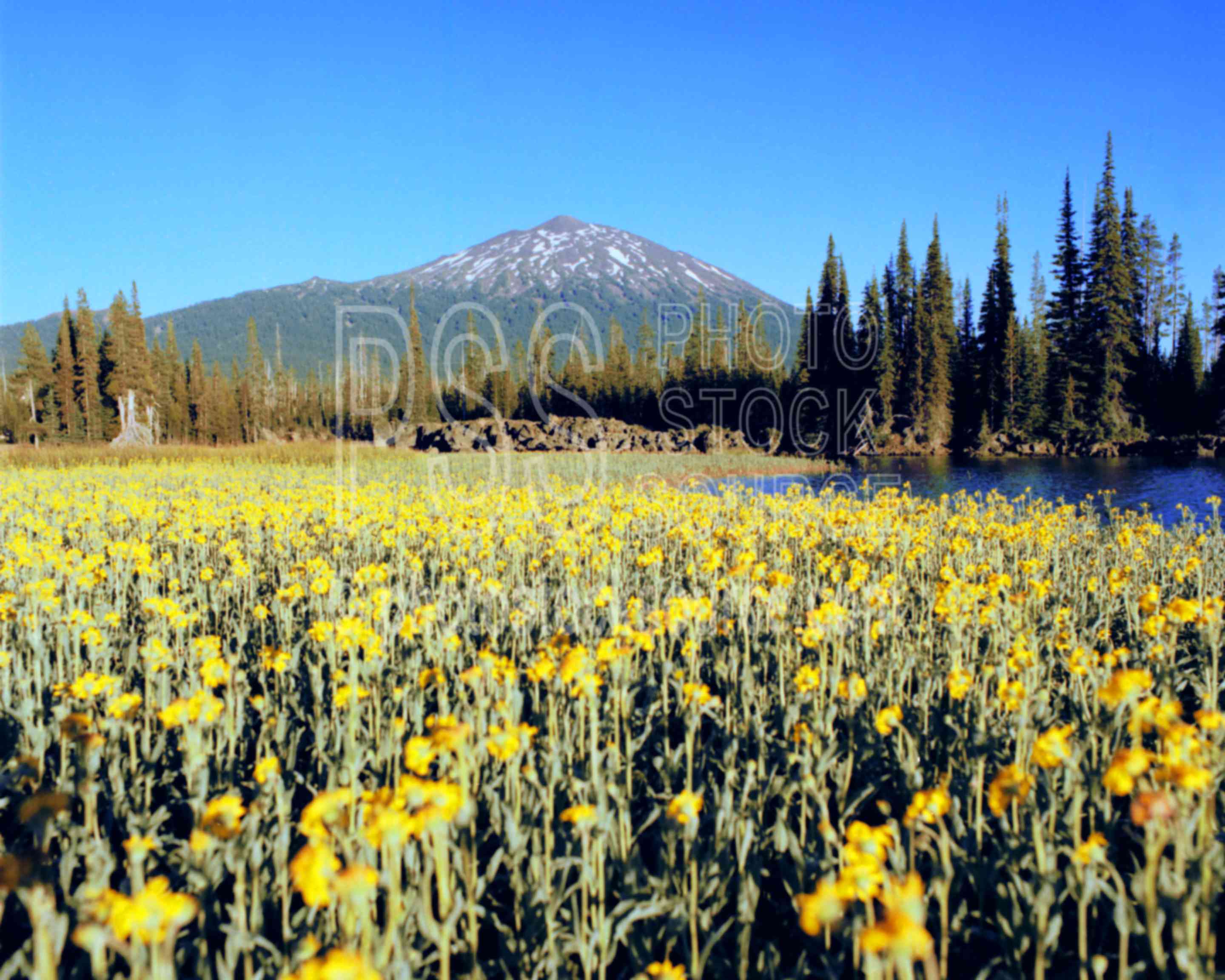 Mt. Bachelor and Flowers,flower,lake,morning,mt. bachelor,sparks lake,tree,mount,plant,spring,lakes rivers,mountains,plants