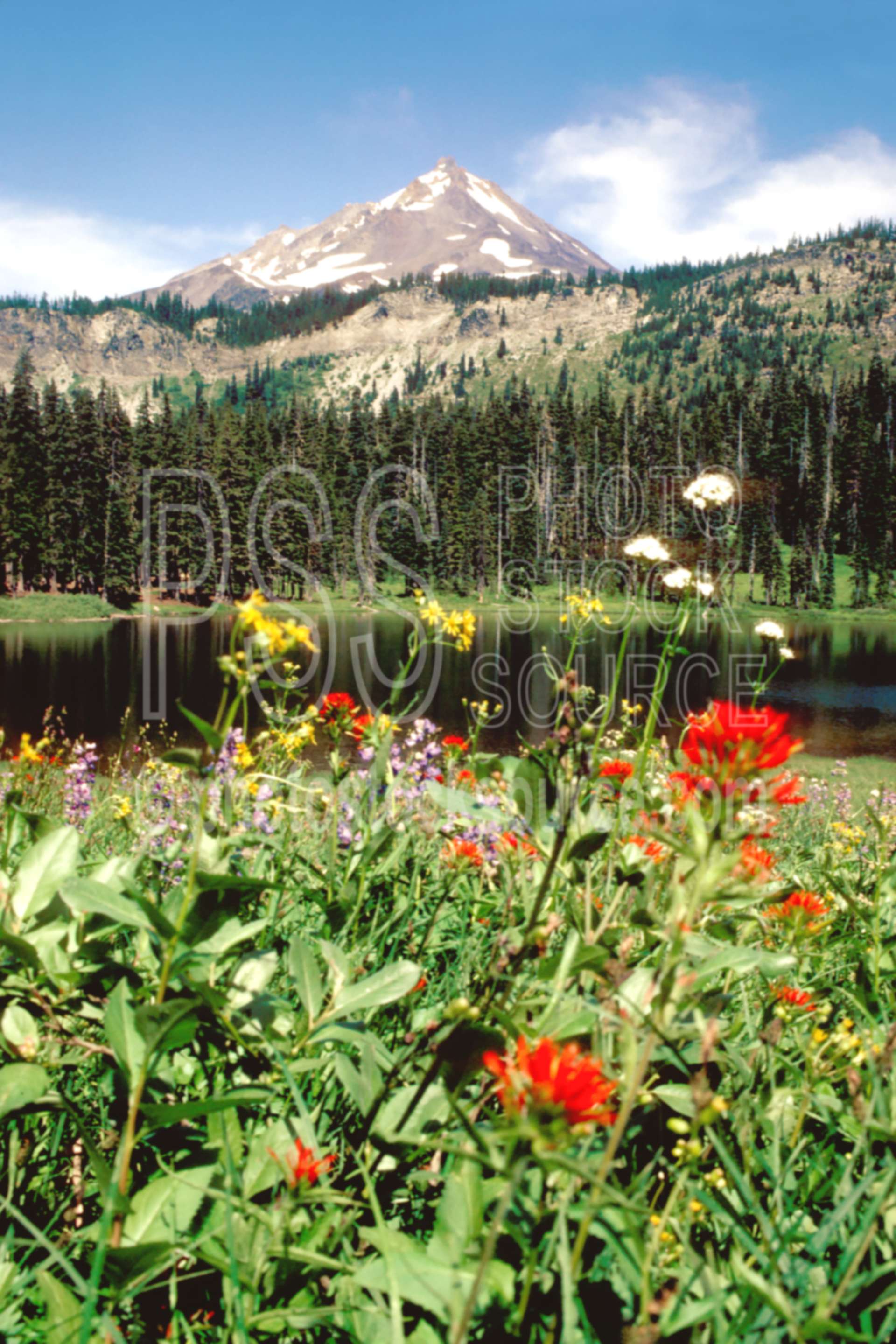 Mt. Jefferson Hanks Lake,flower,hanks lake,mt. jefferson,wildflower,mount,plant,usas,lakes rivers,mountains,plants