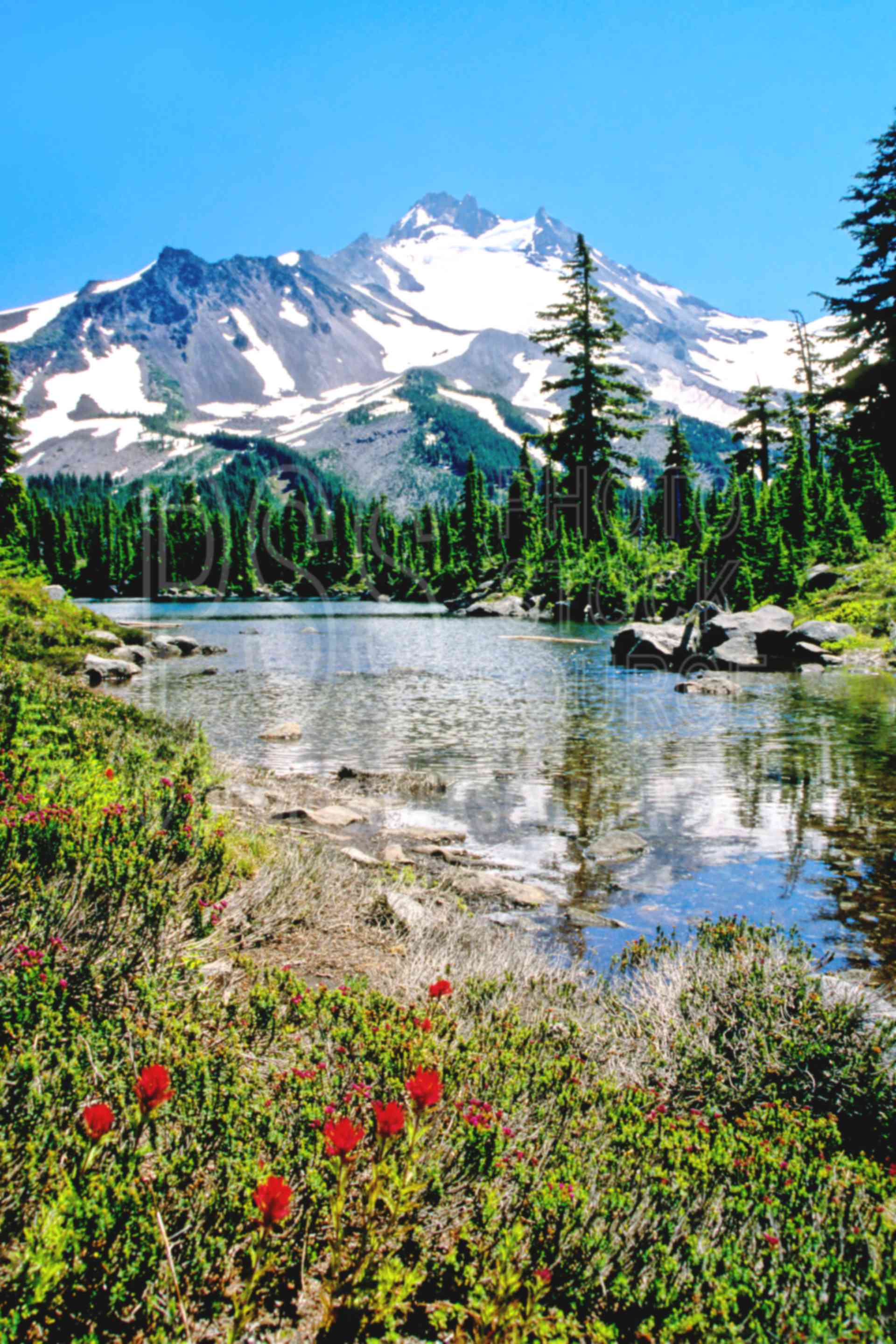 Mt. Jefferson, Bays Lake,jeff park,bays lake,lake,indian paintbrush,flower,mount,plant,usas,lakes rivers,mountains,plants