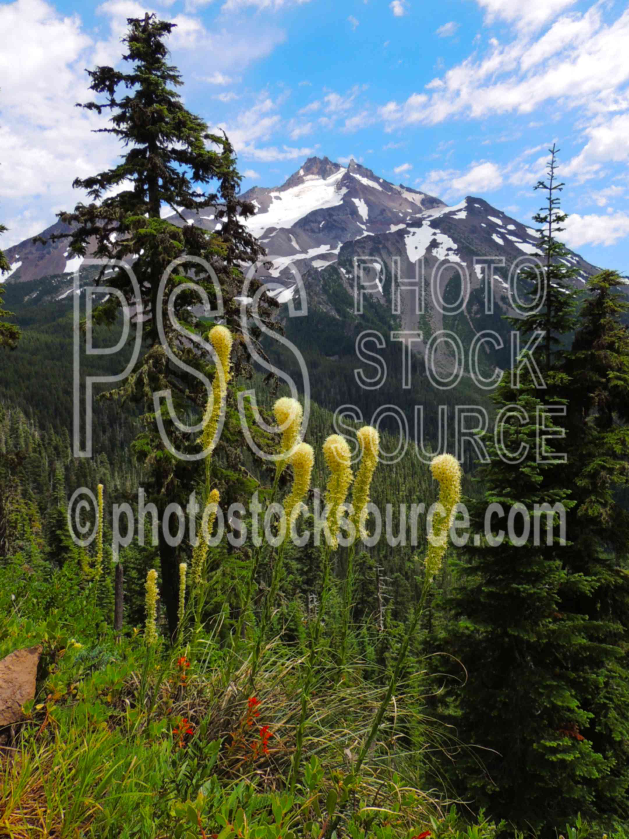 Mt Jefferson Beargrass,hiking,mountain,wilderness,beargrass,xerophyllum tenax,wildflowers