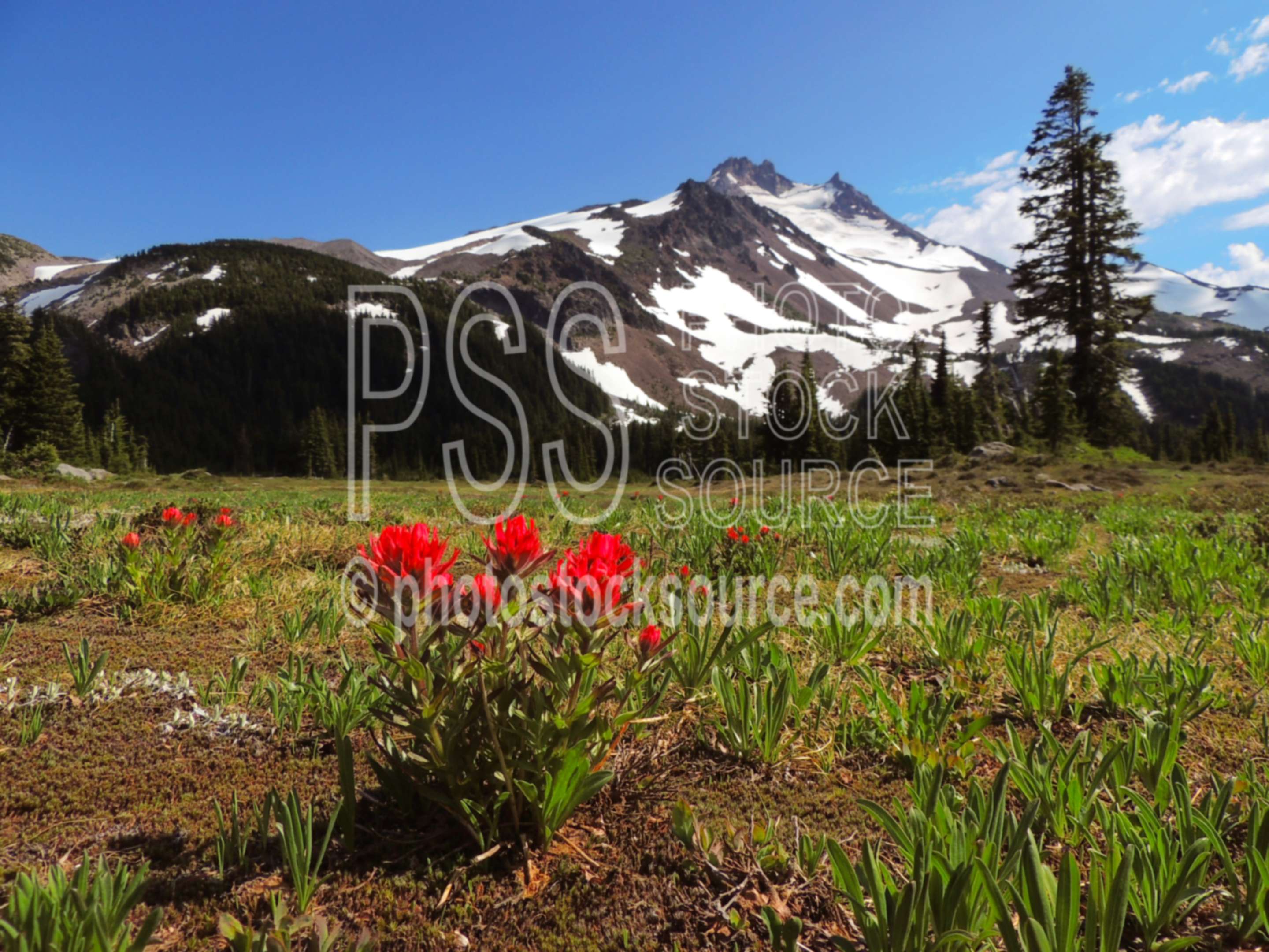 Scarlet Indian Paintbrush,wilderness,wildflowers,scarlet indian paintbrush,castilleja miniata,lake,pond