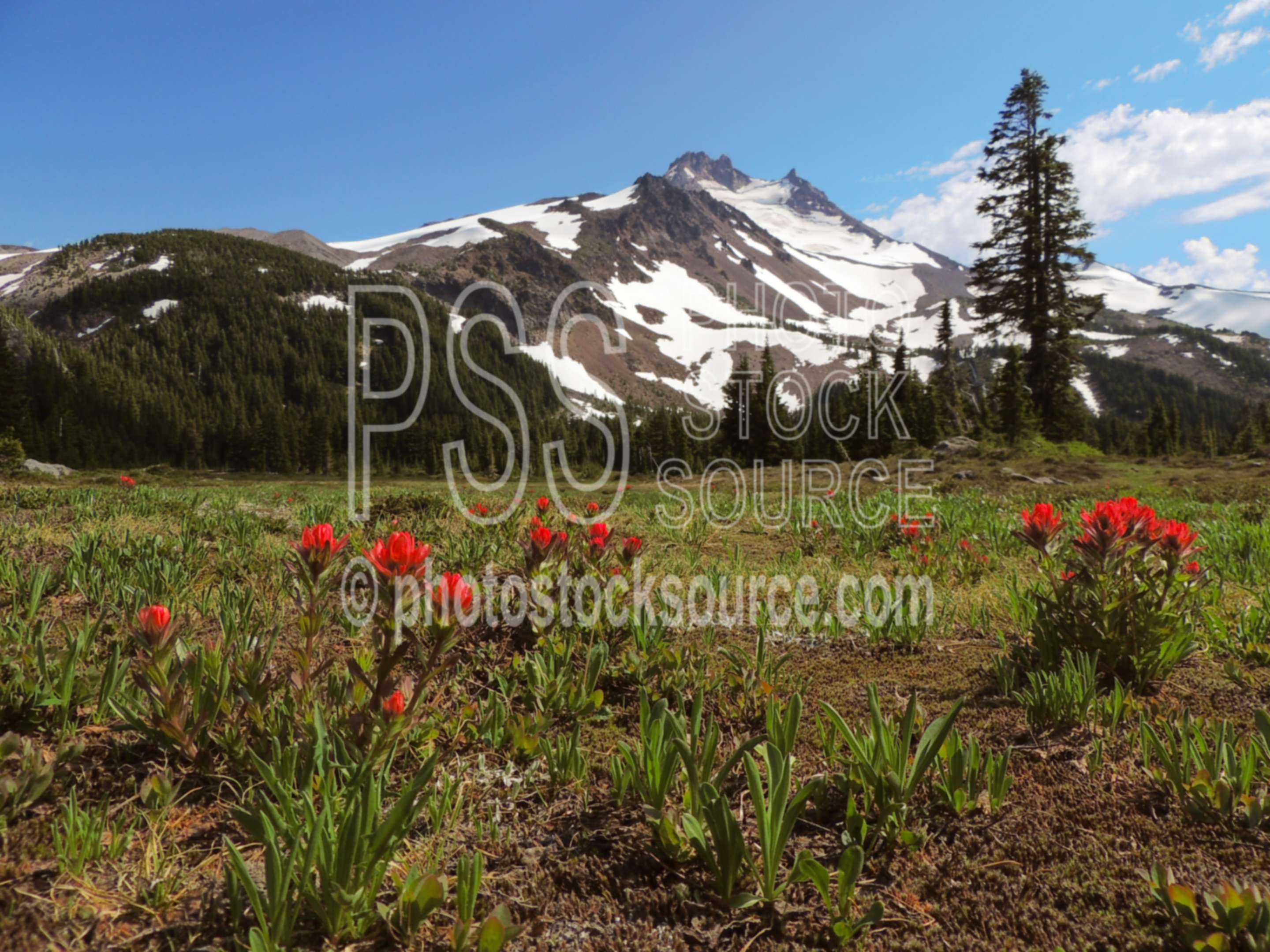 Scarlet Indian Paintbrush,wilderness,wildflowers,scarlet indian paintbrush,castilleja miniata,lake,pond