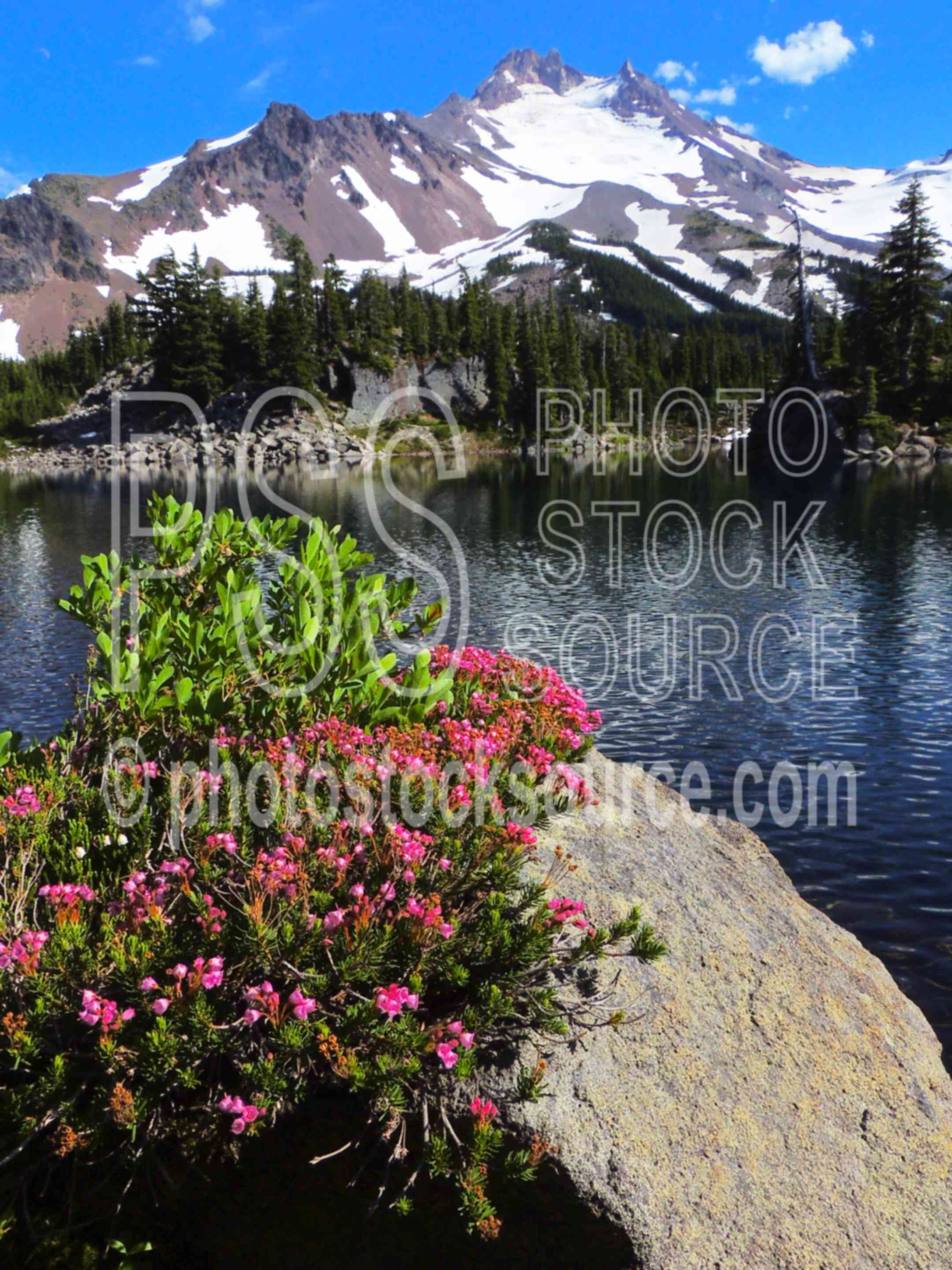Mt. Jefferson and Bays Lake,wilderness,mt. jefferson,bays lake,jeff park,wildflowers